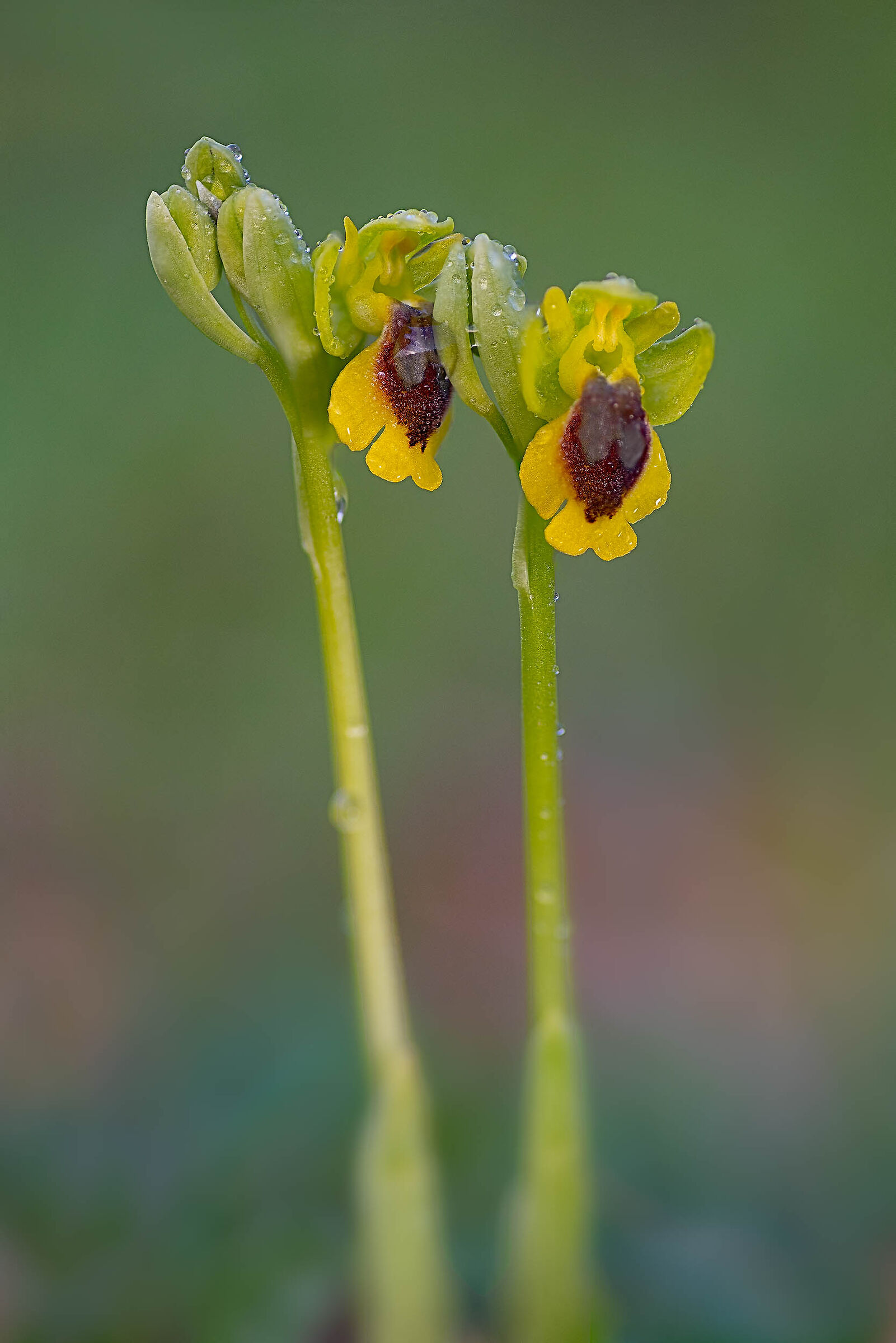 Ophrys lutea
