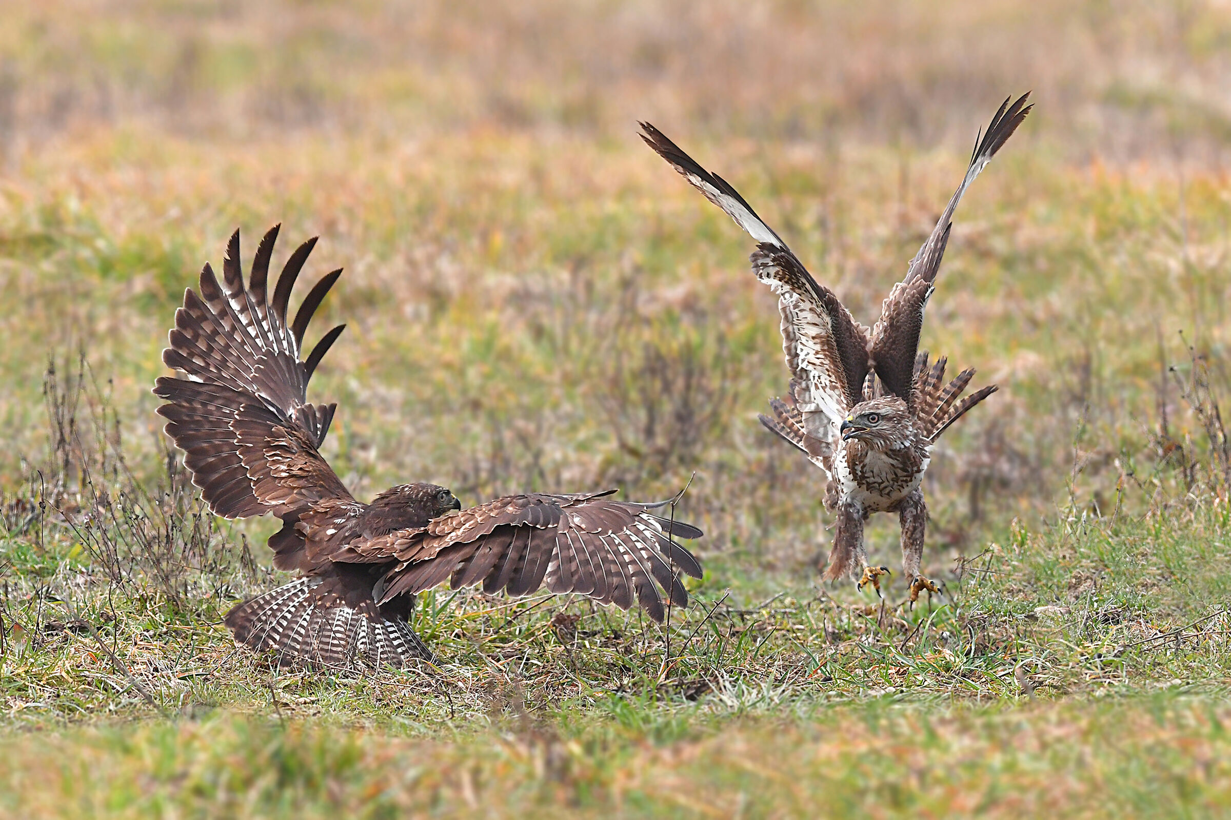 Storie di piume    (Poiana)
