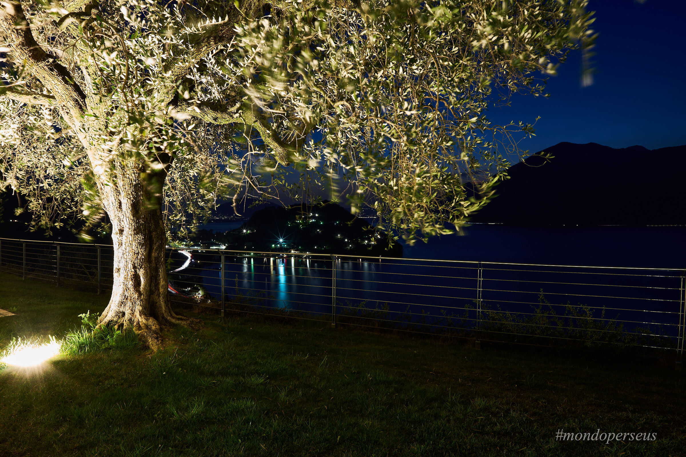 Olive tree at the lake