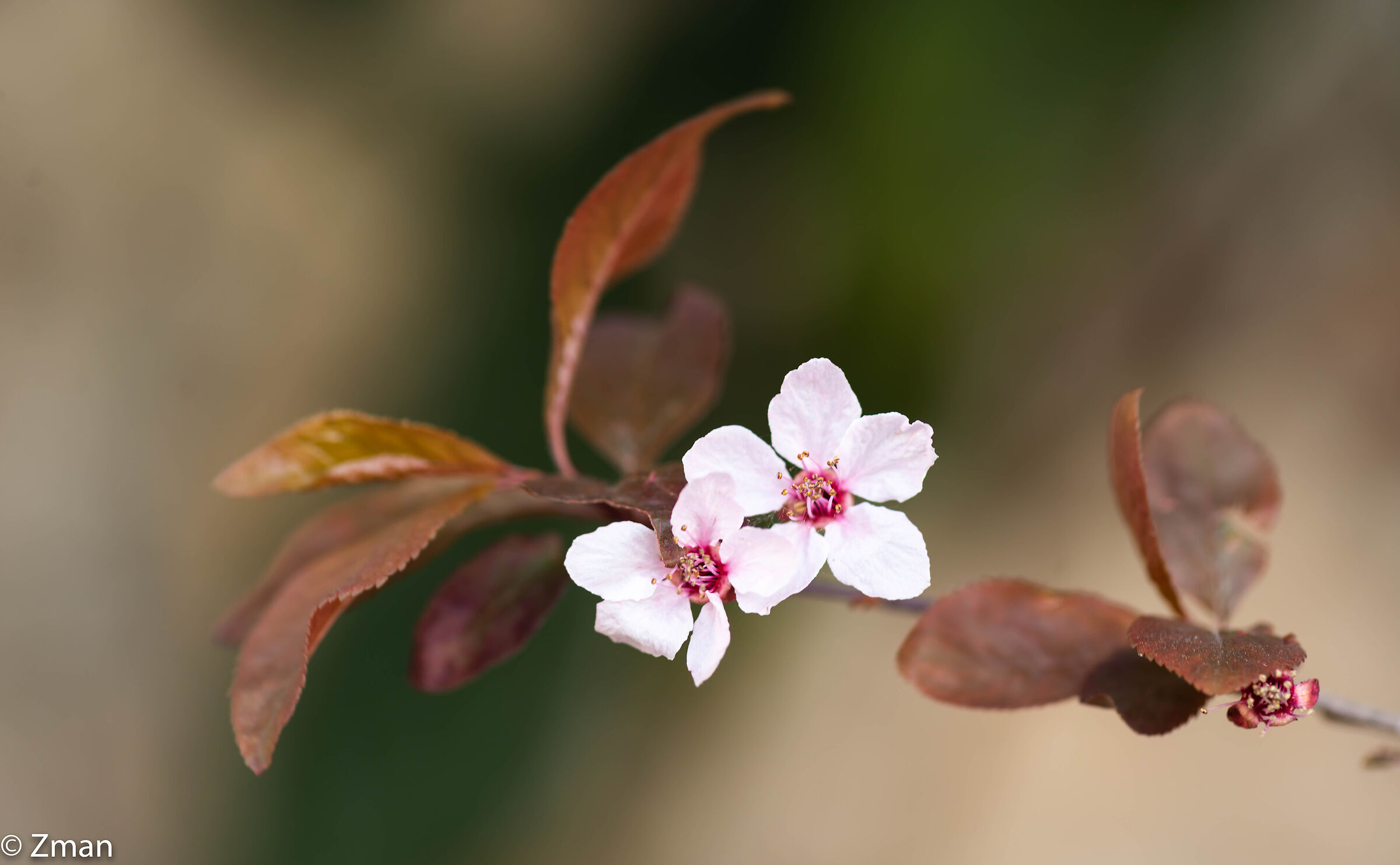 Bellissimi fiori bianchi e rosa