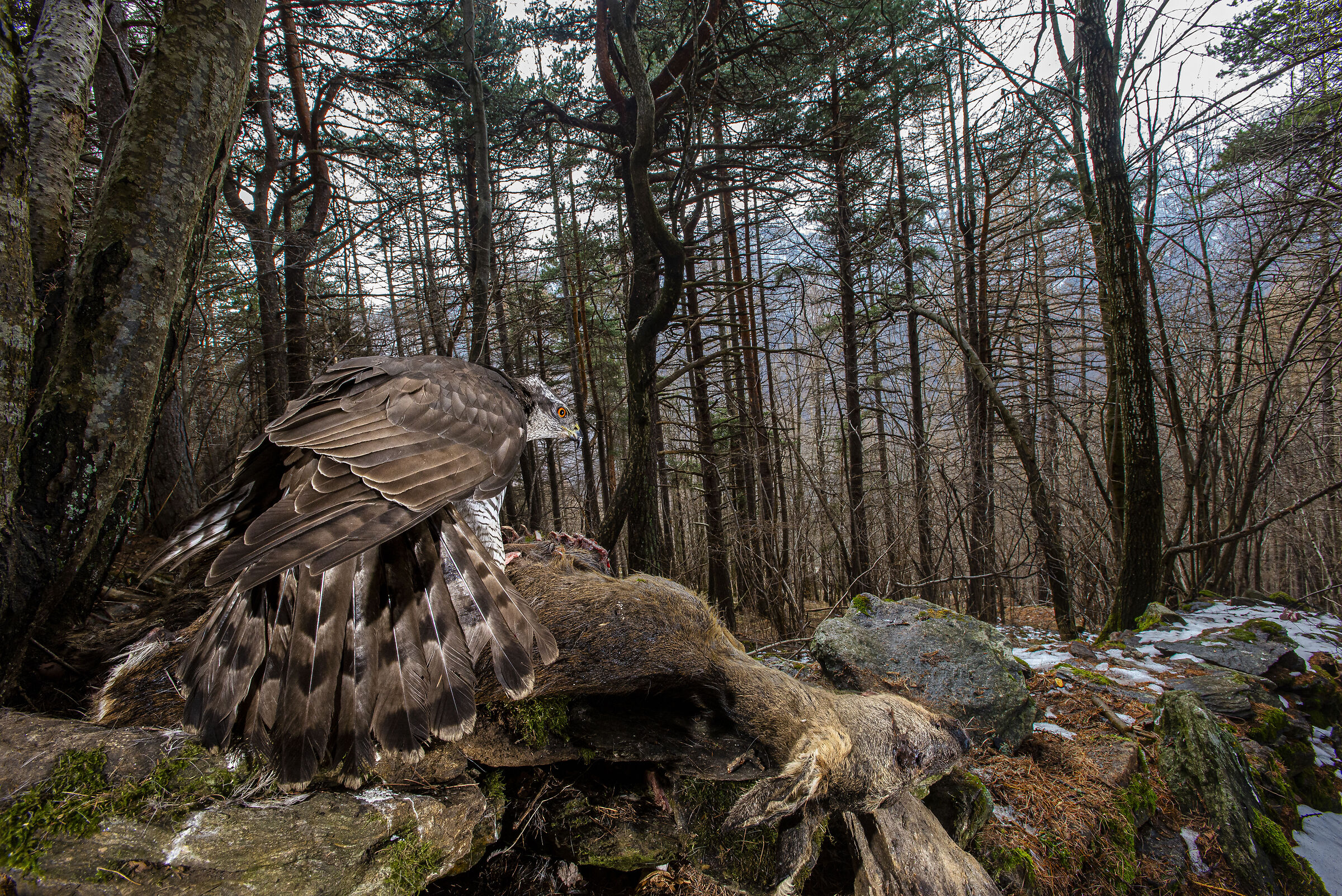 goshawk
