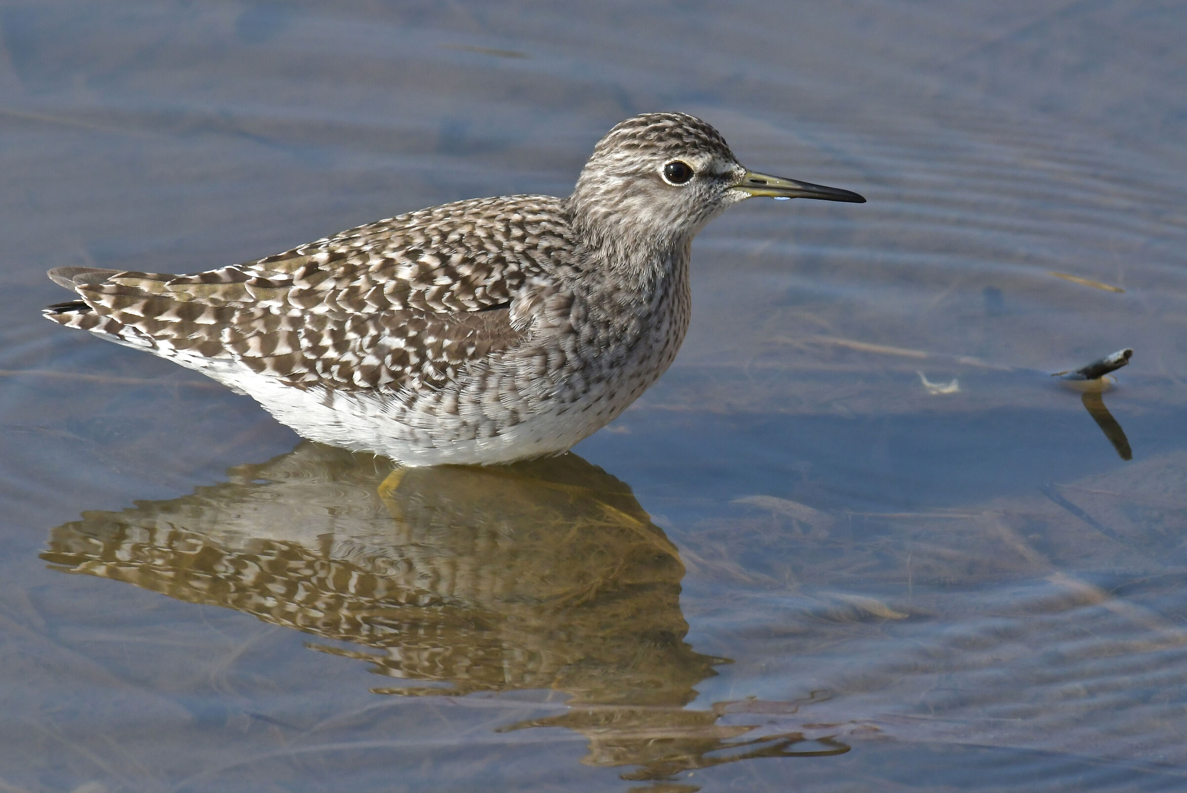 Pyro pyro boschereccio