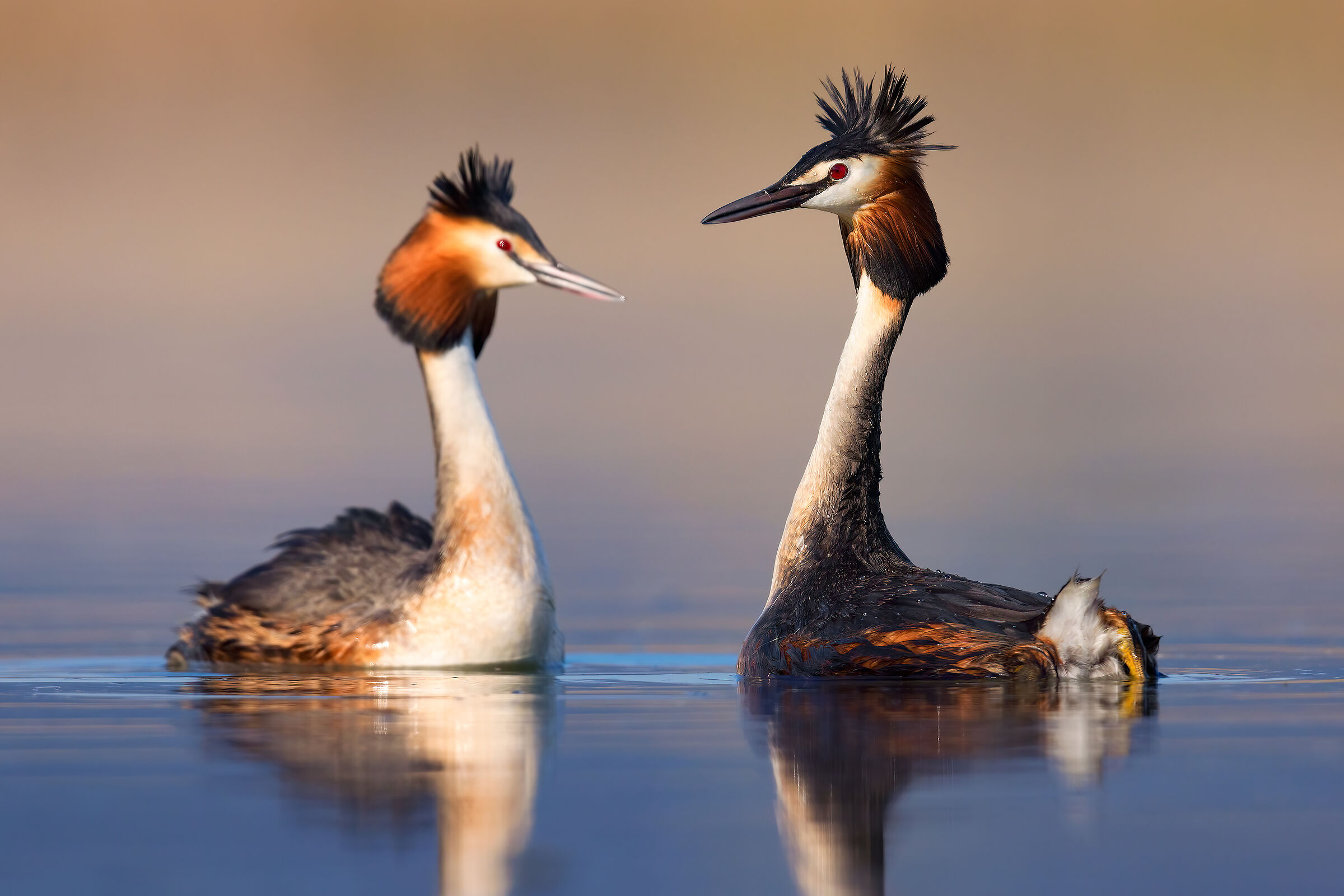 Grebes