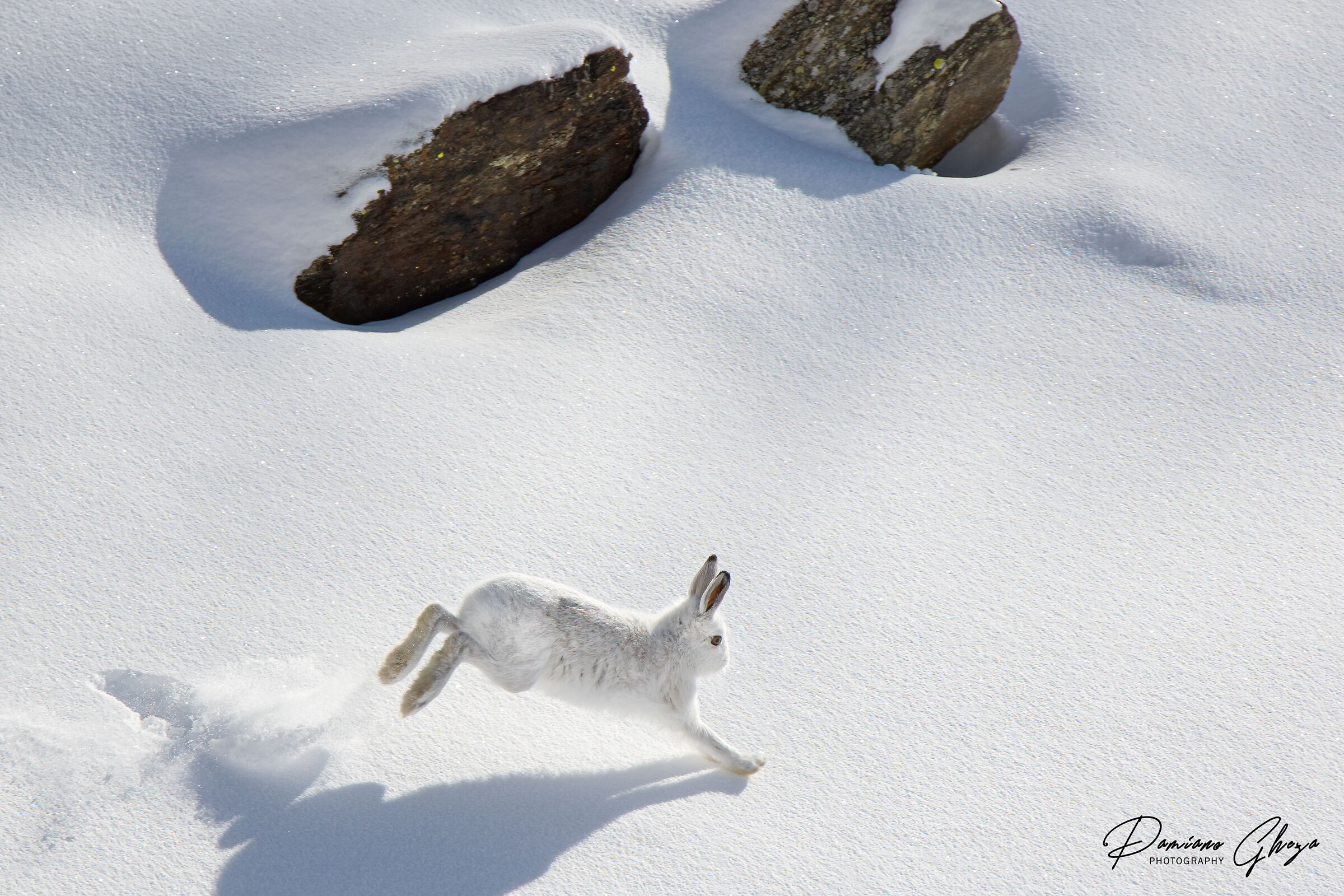 Variable hare