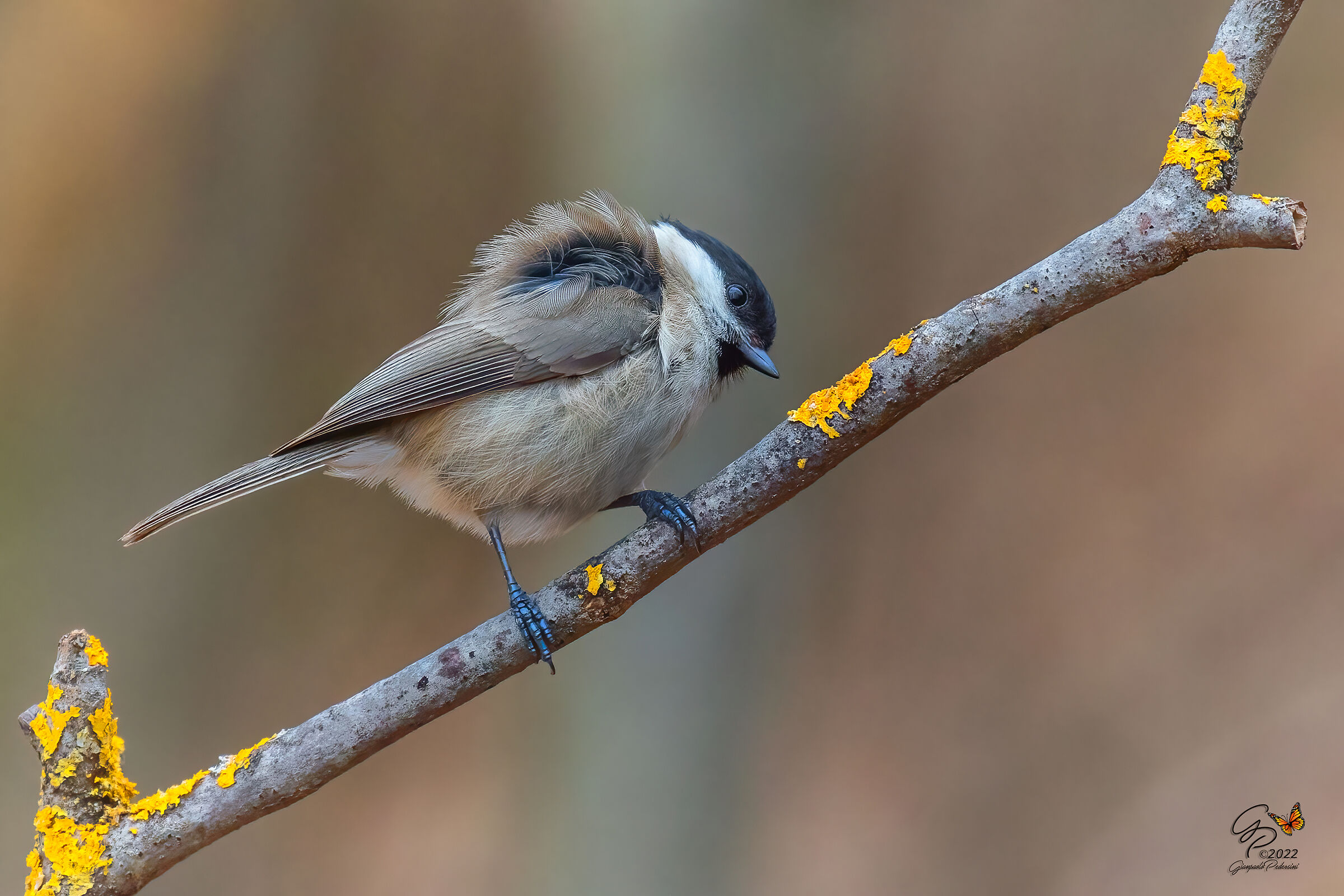 Strapazzata dal vento