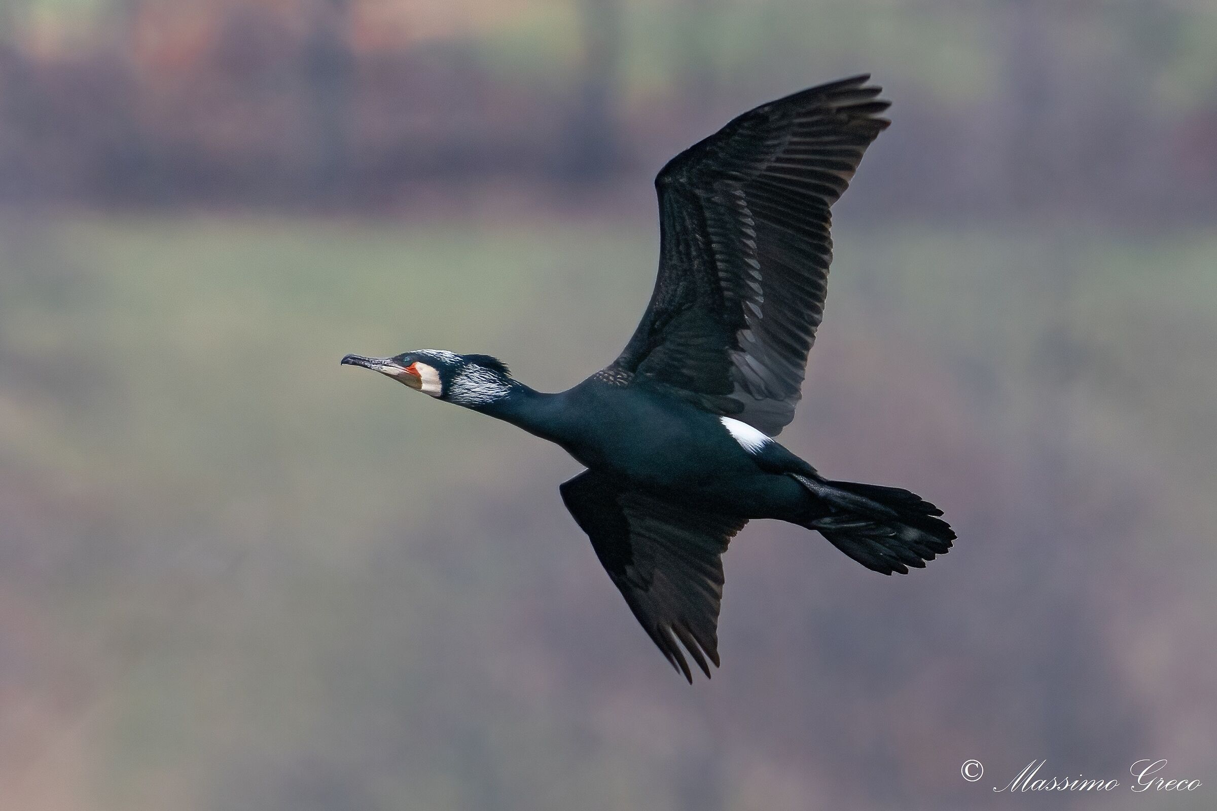 Cormorant (Phalacrocorax carbo)