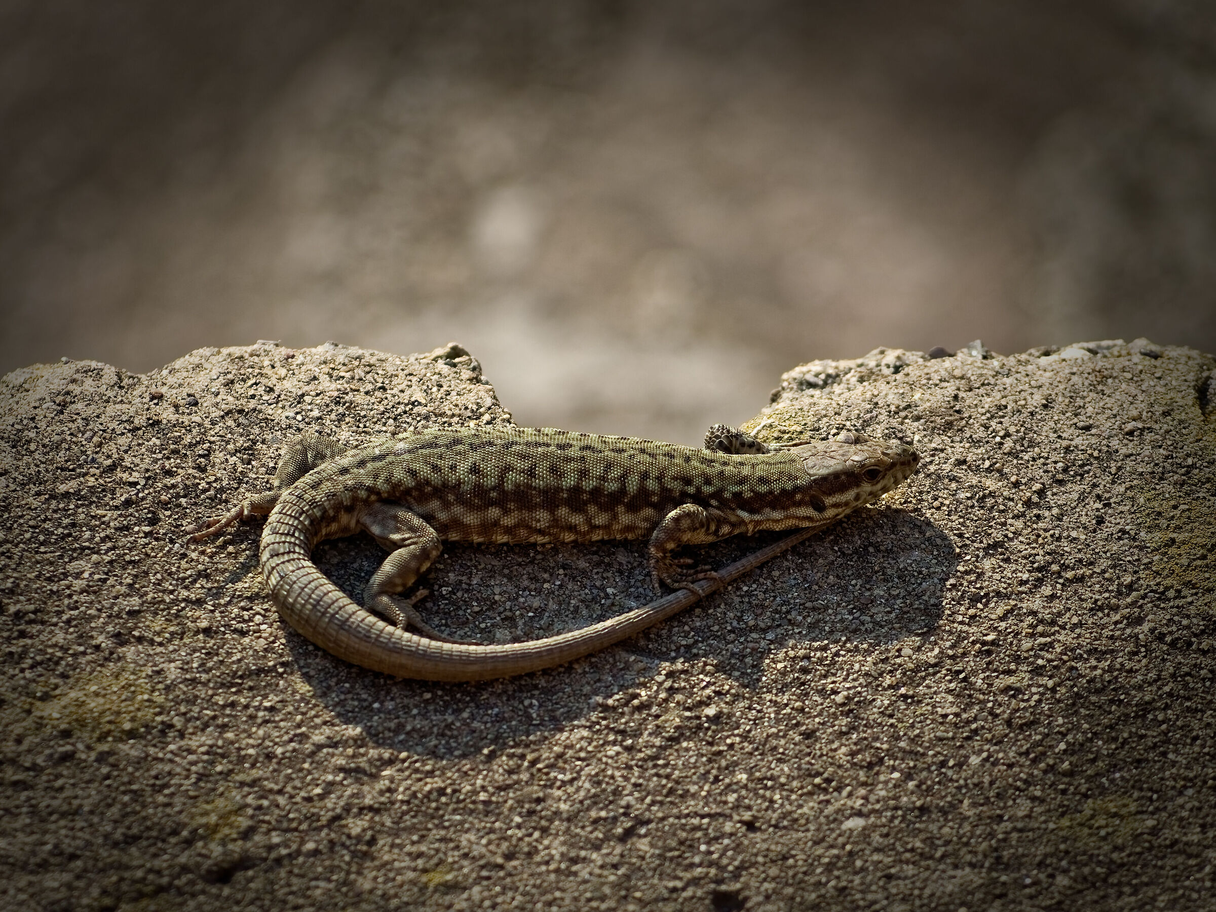 Podarcis Muralis probabilmente maschio