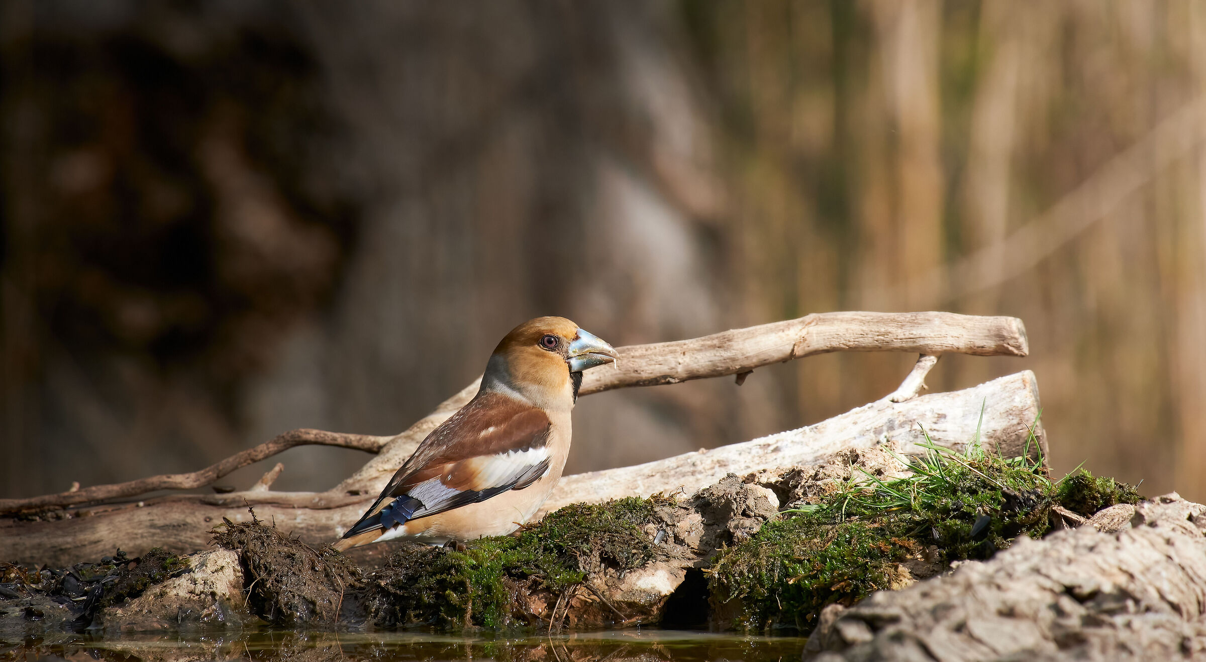 Hawfinch