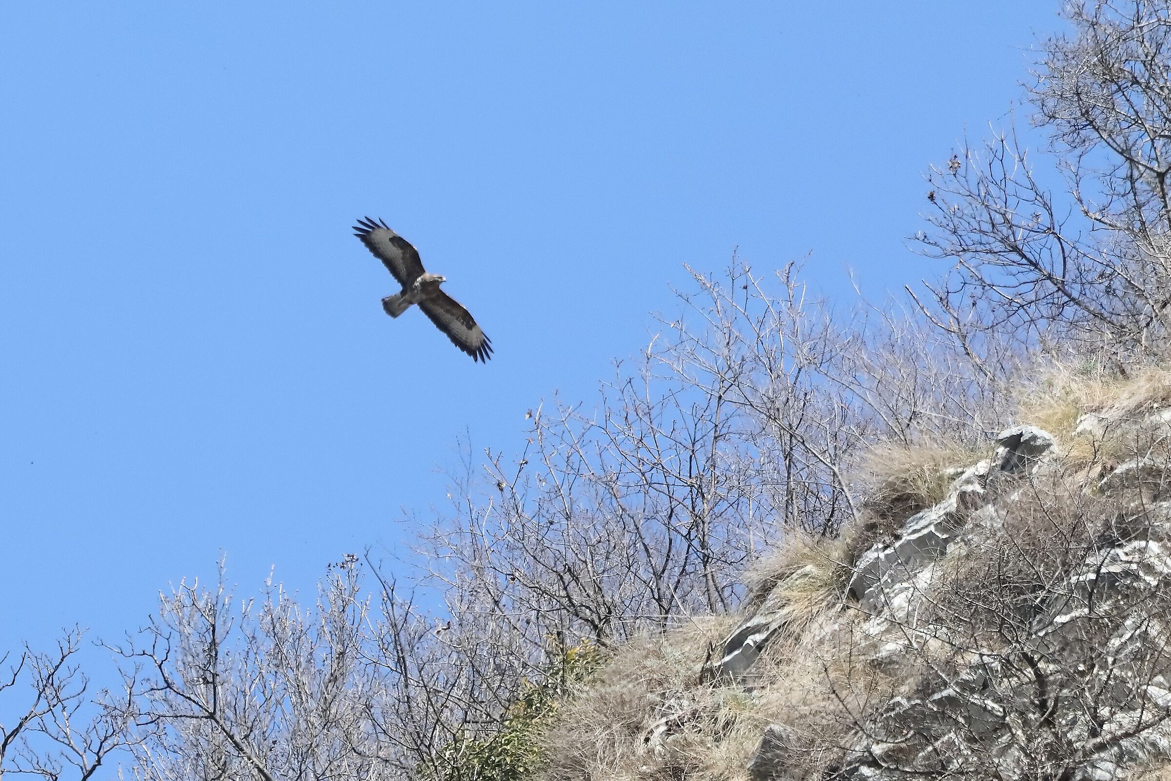 Buzzard 24-03-2022