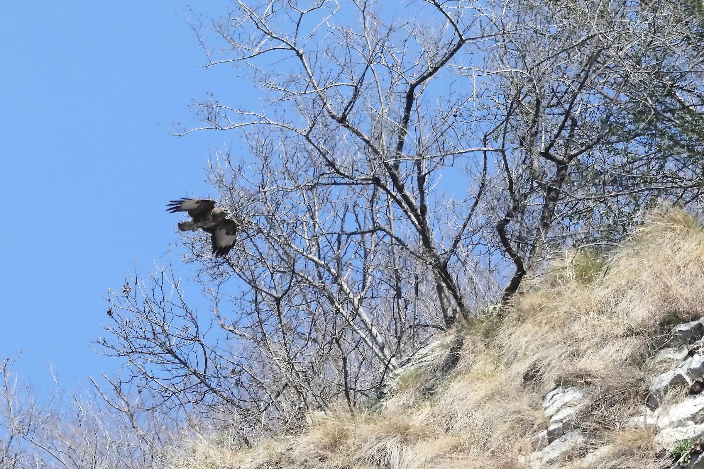 Buzzard 24-03-2022