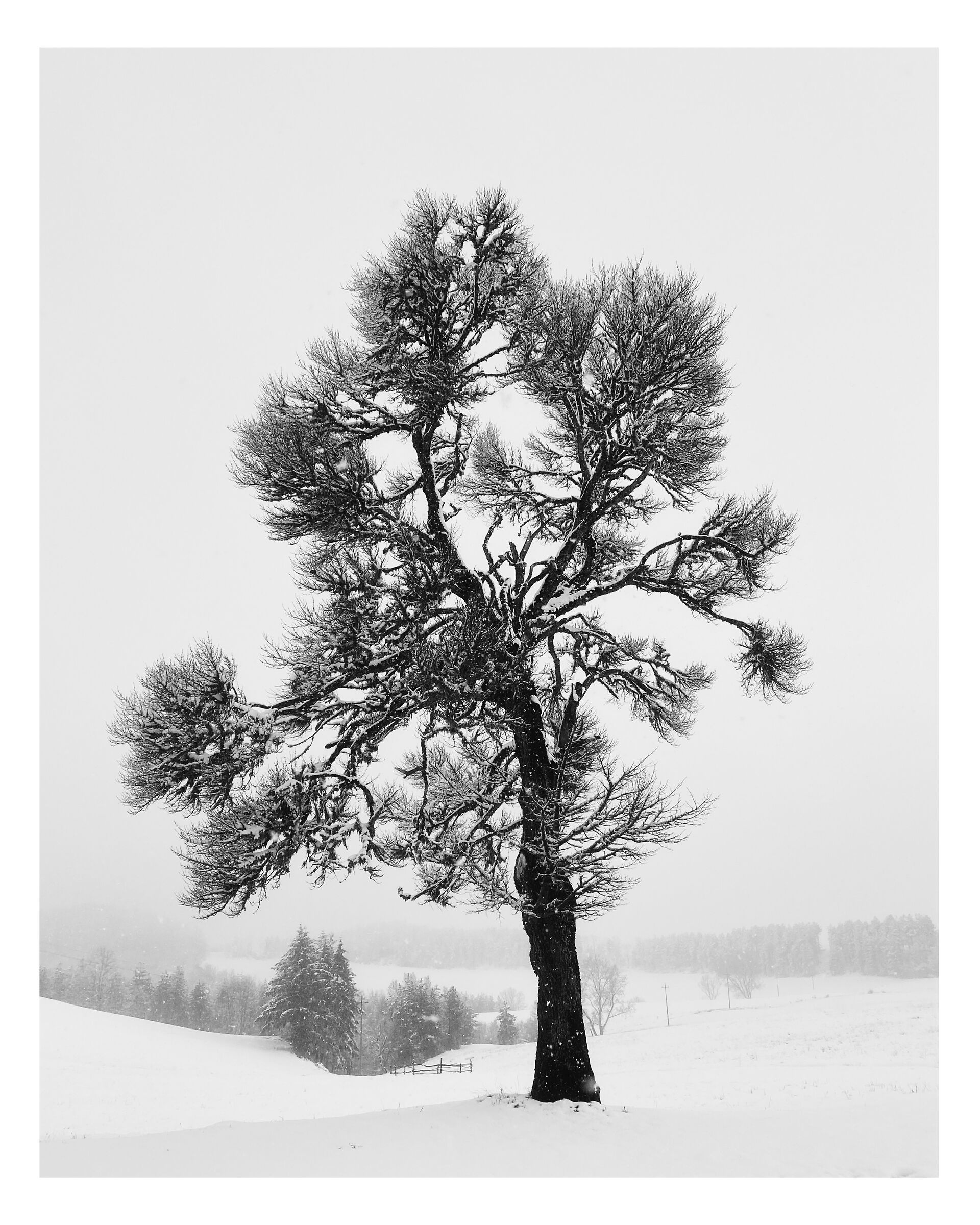 The silence of spring