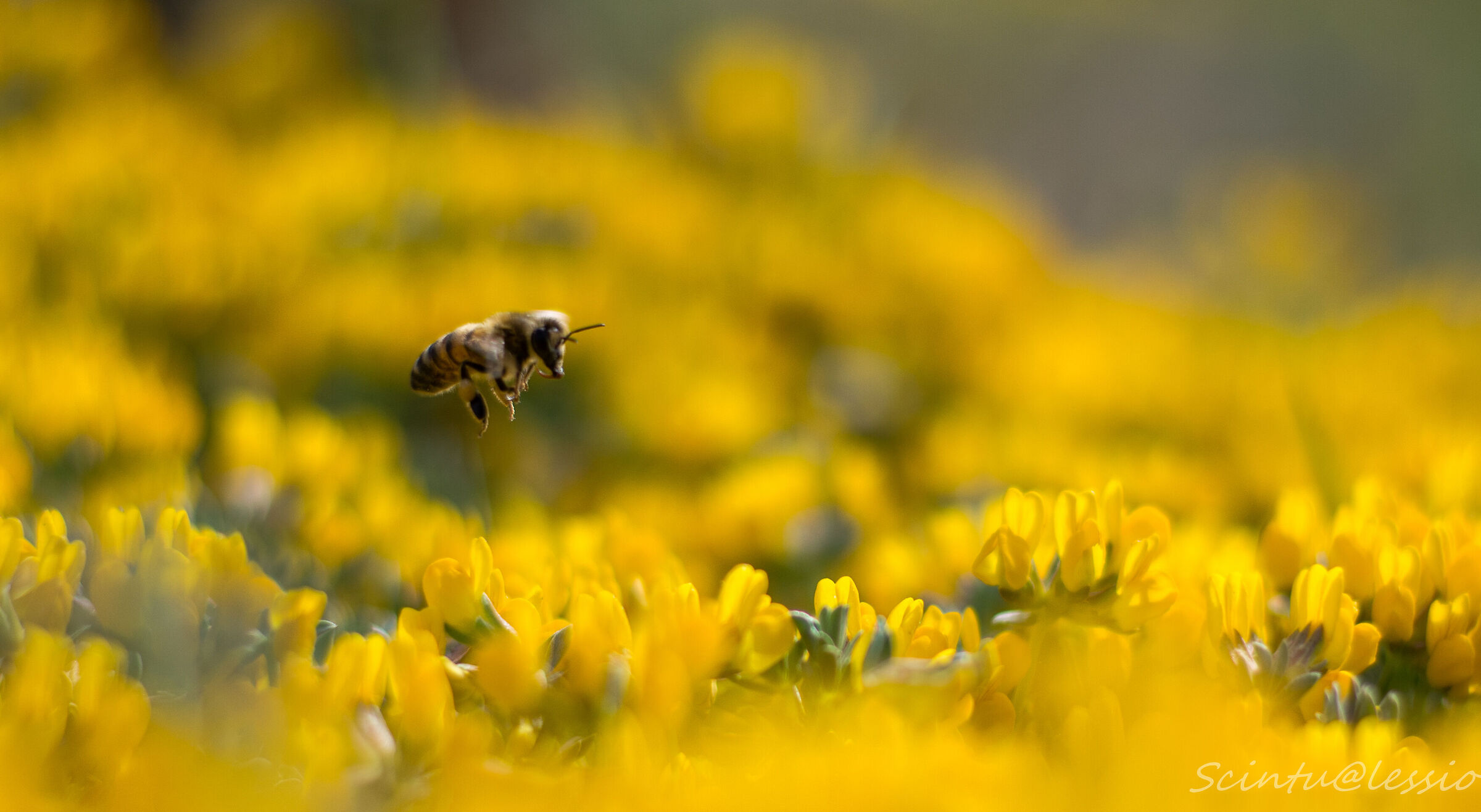 Una distesa di giallo