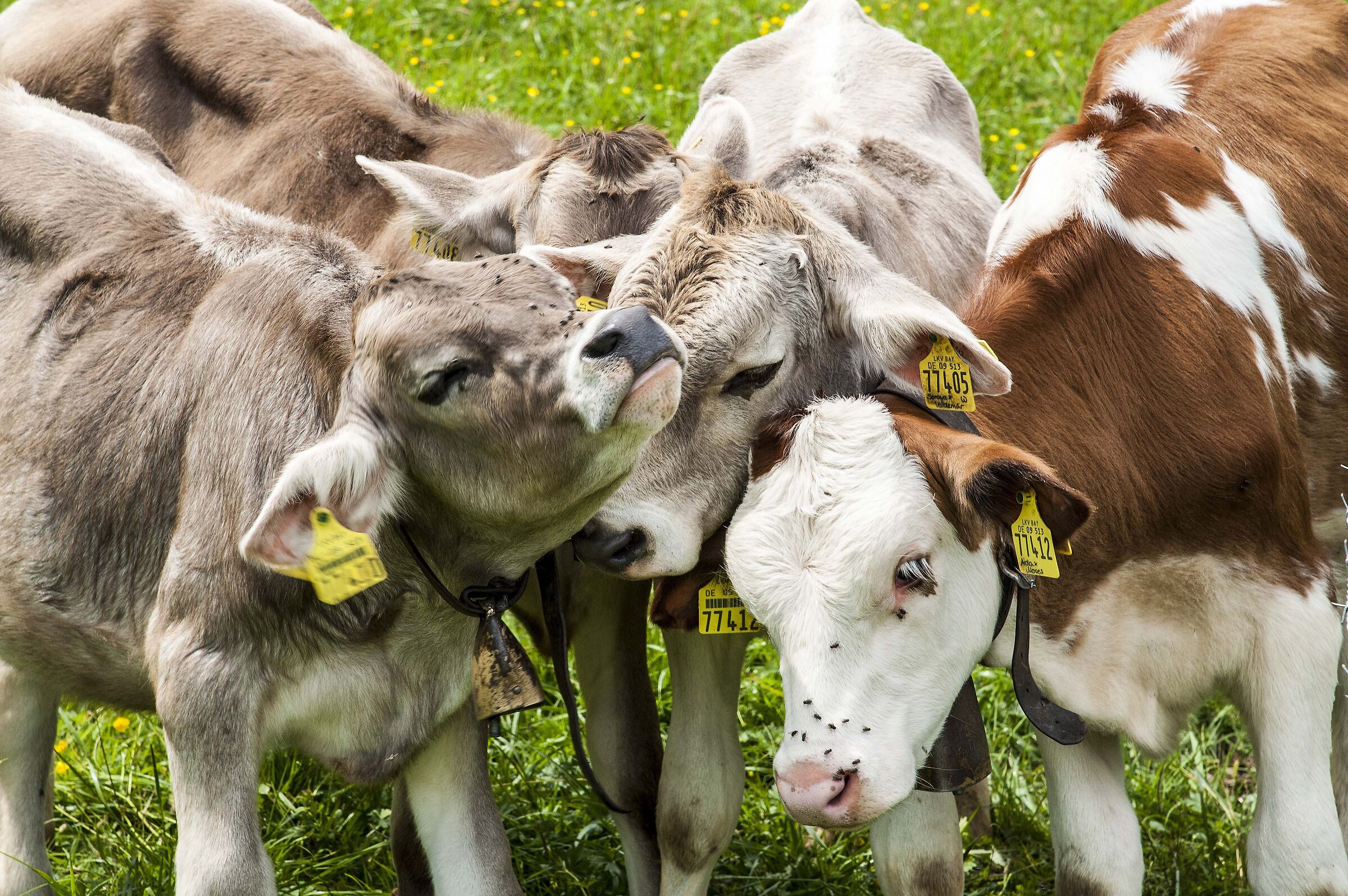 the beautiful family