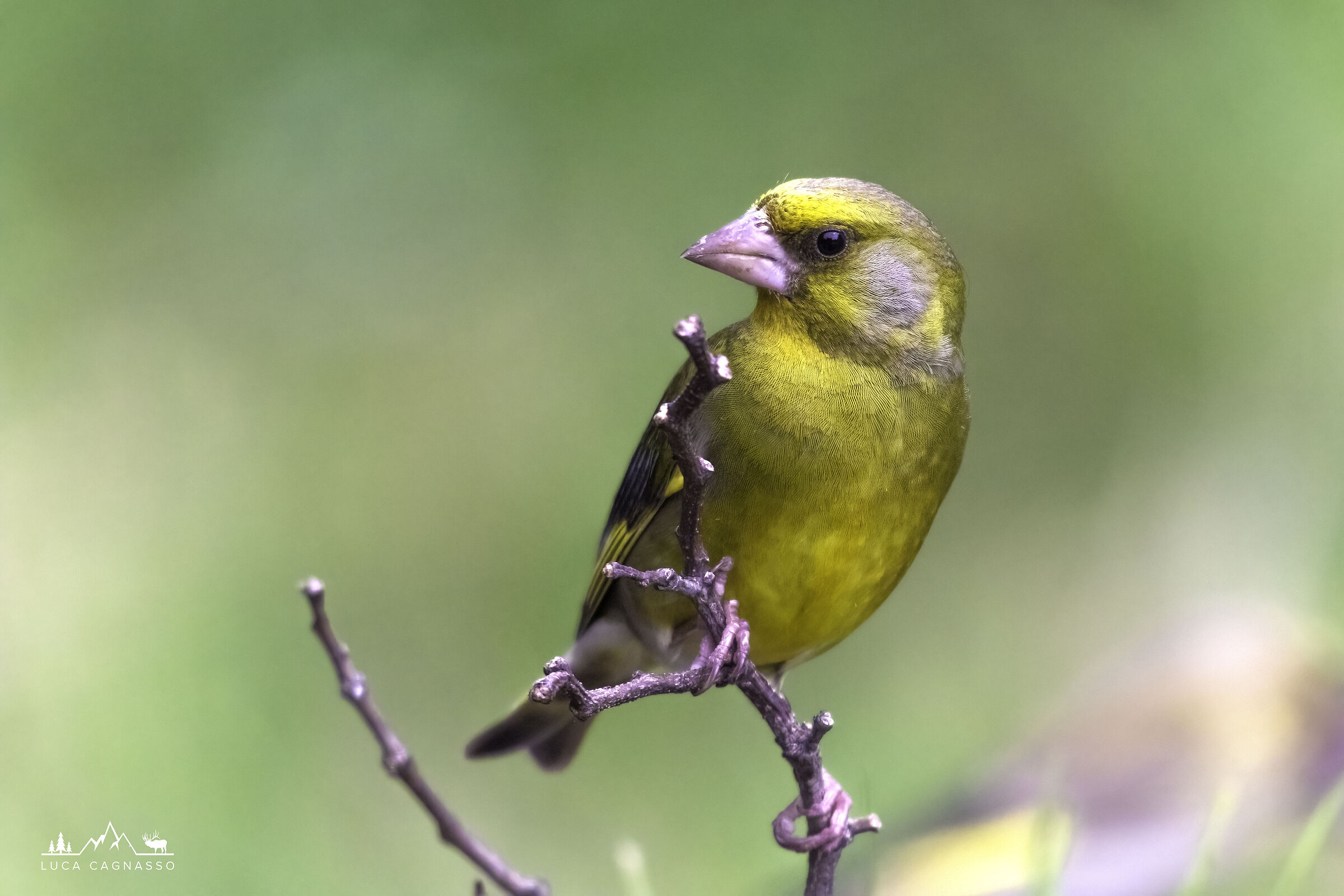 Greenfinch in spring environment