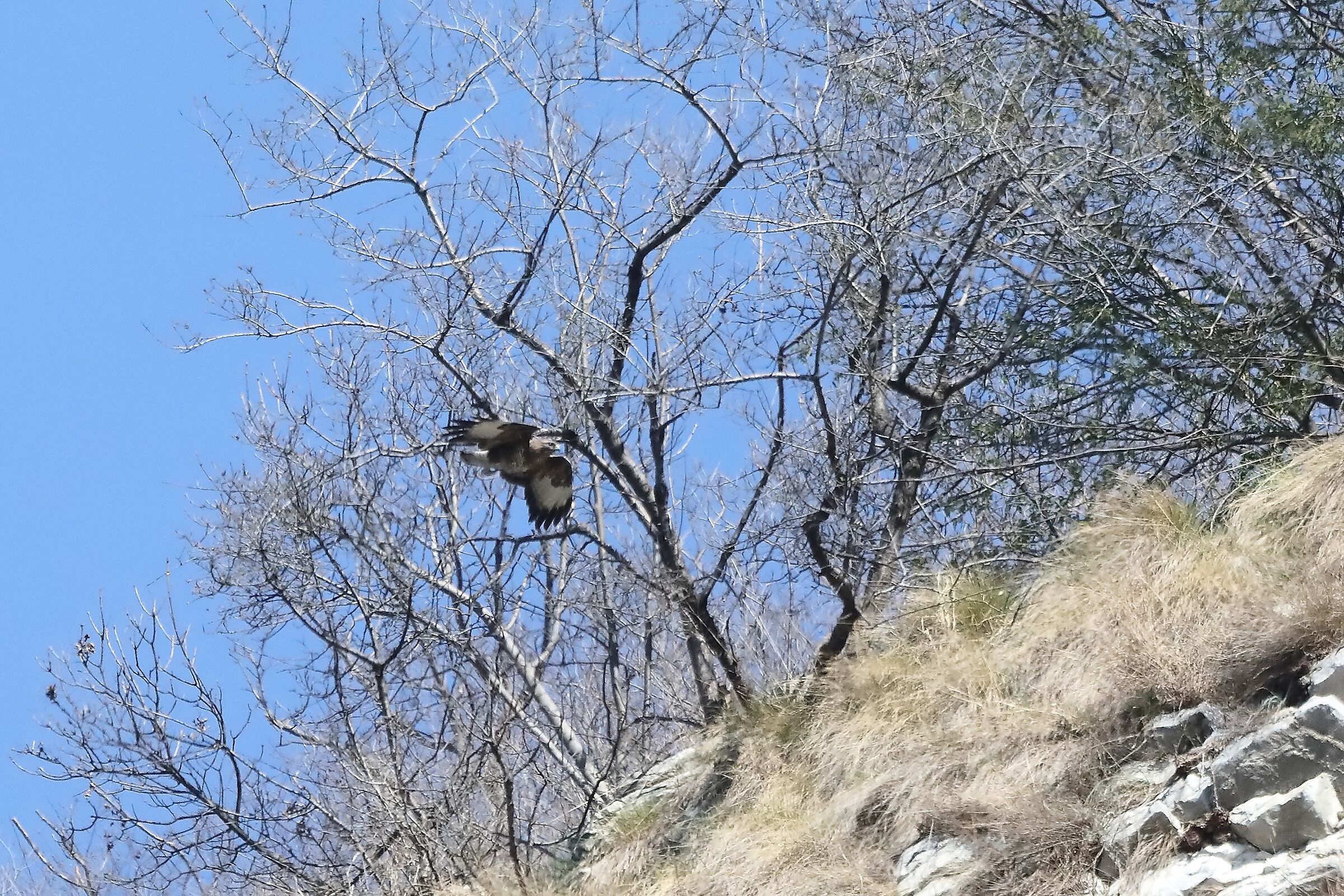 Buzzard 24-03-2022