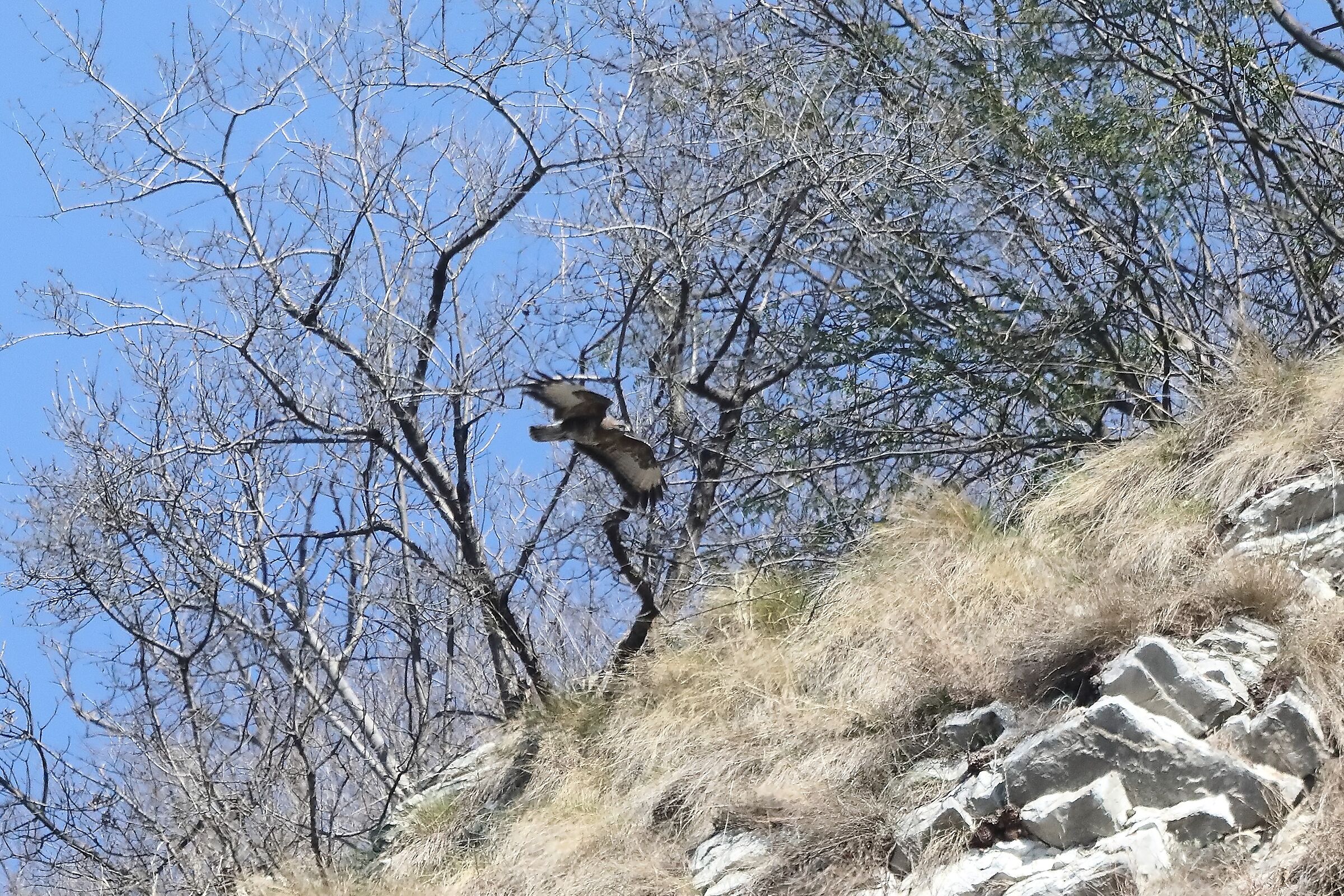 Buzzard 24-03-2022