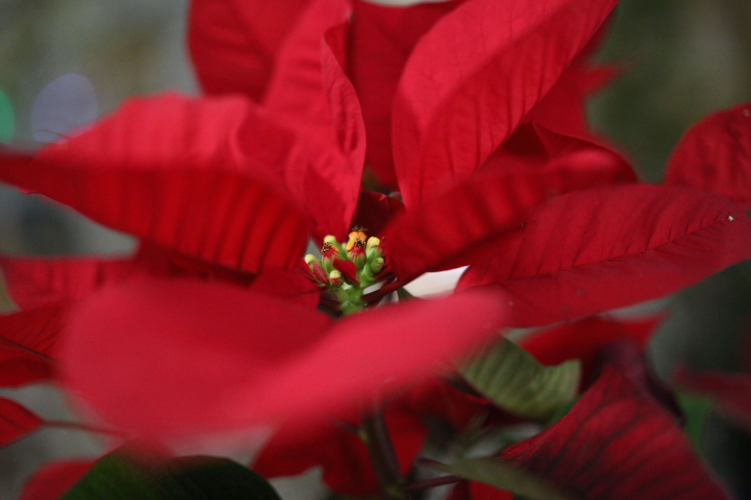 F. 1.8, ISO 8.000 / Milvus Zeiss 50, 1.4- Canon 6D