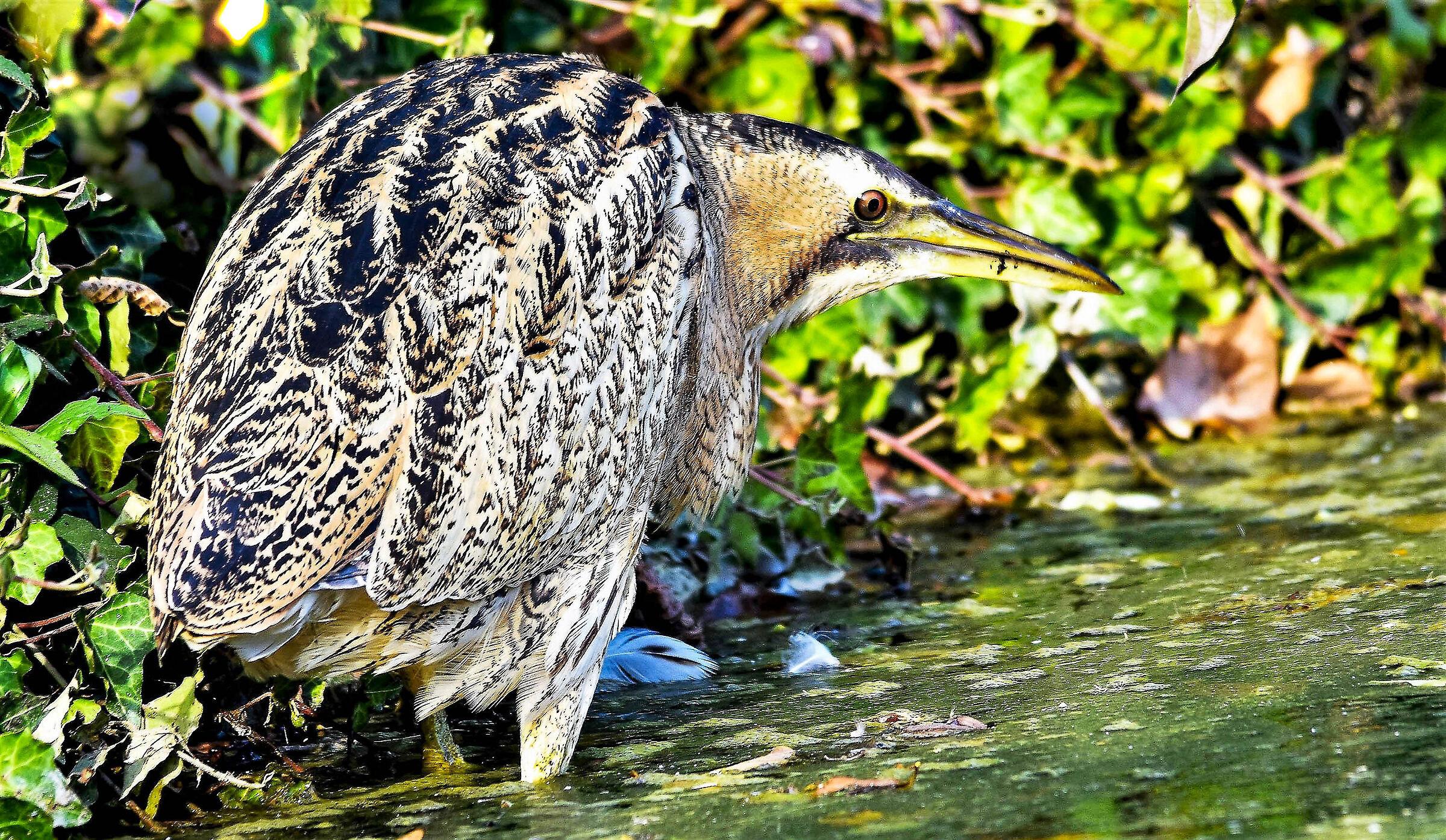 Bittern