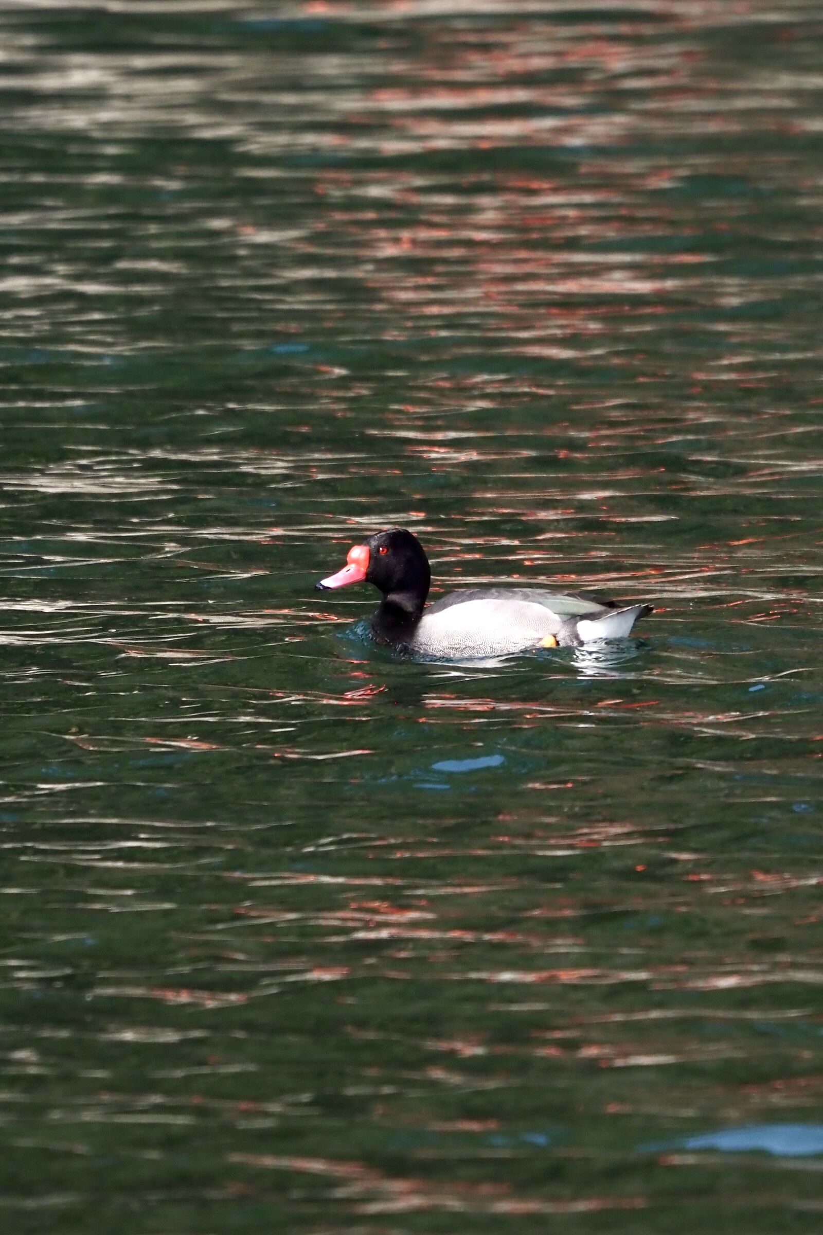 Black-headed duck