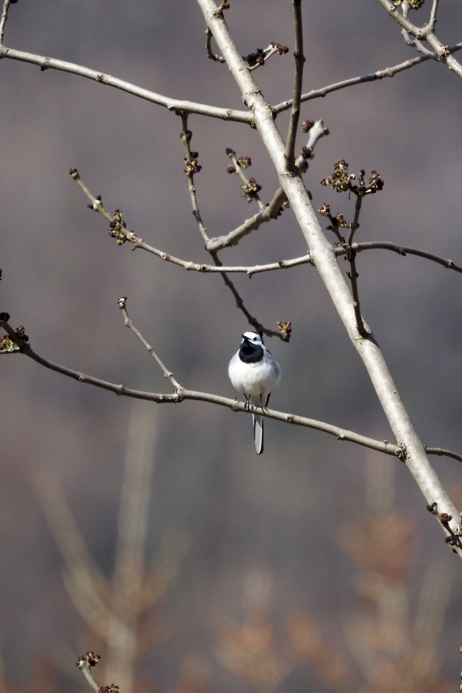 White wagtail