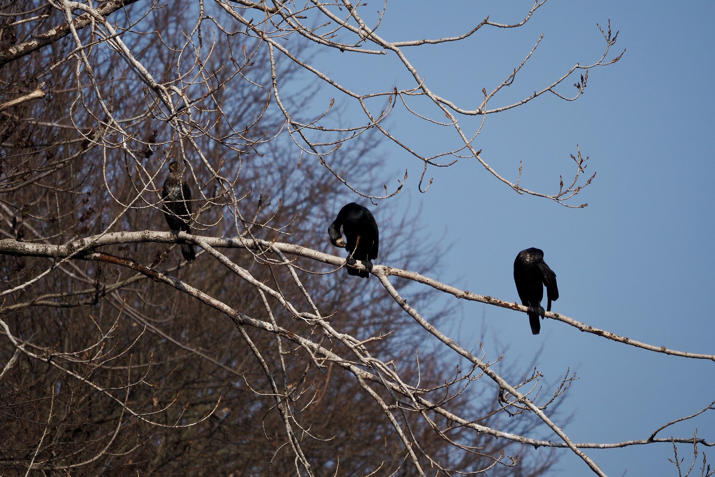 Cormorant