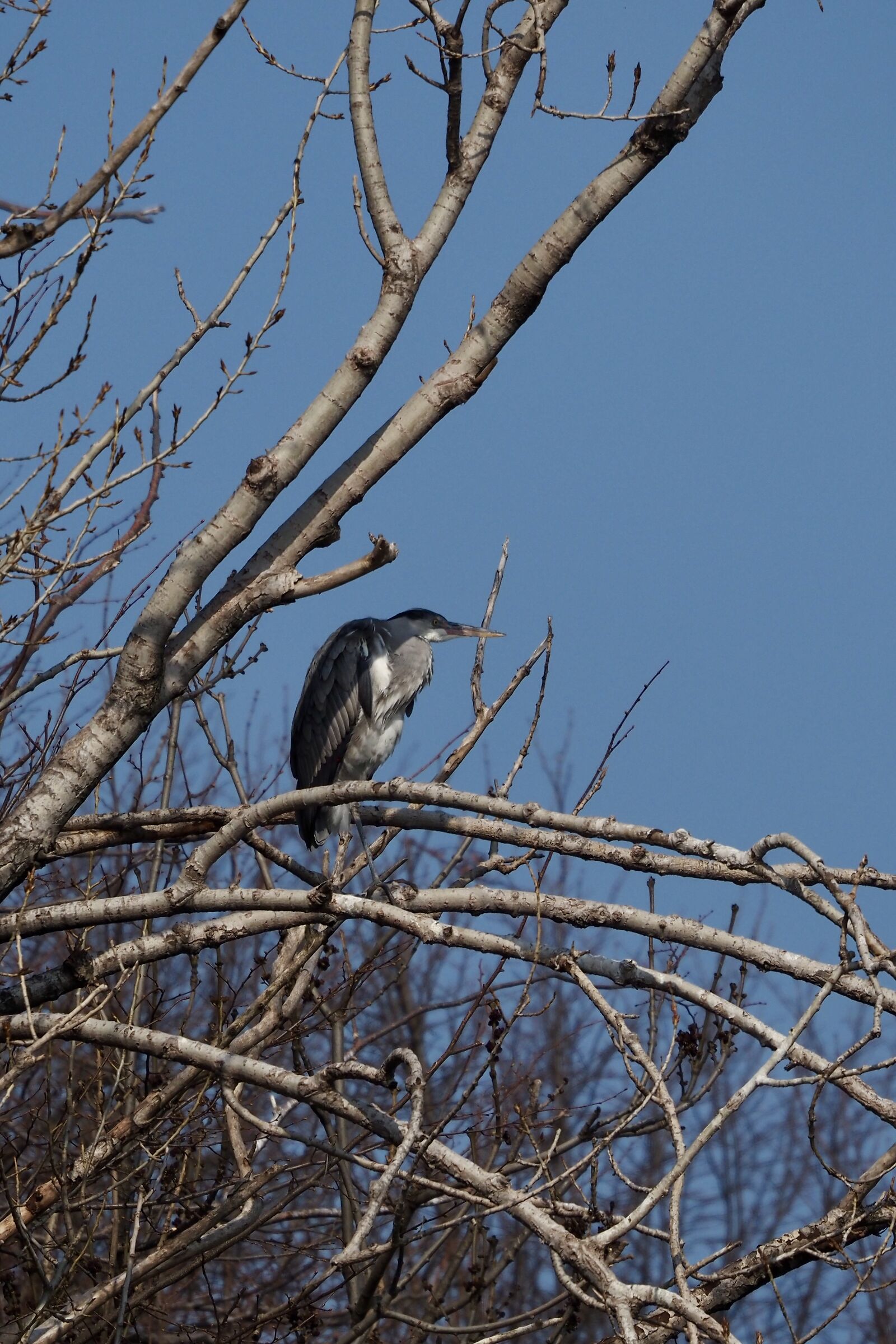 Grey heron