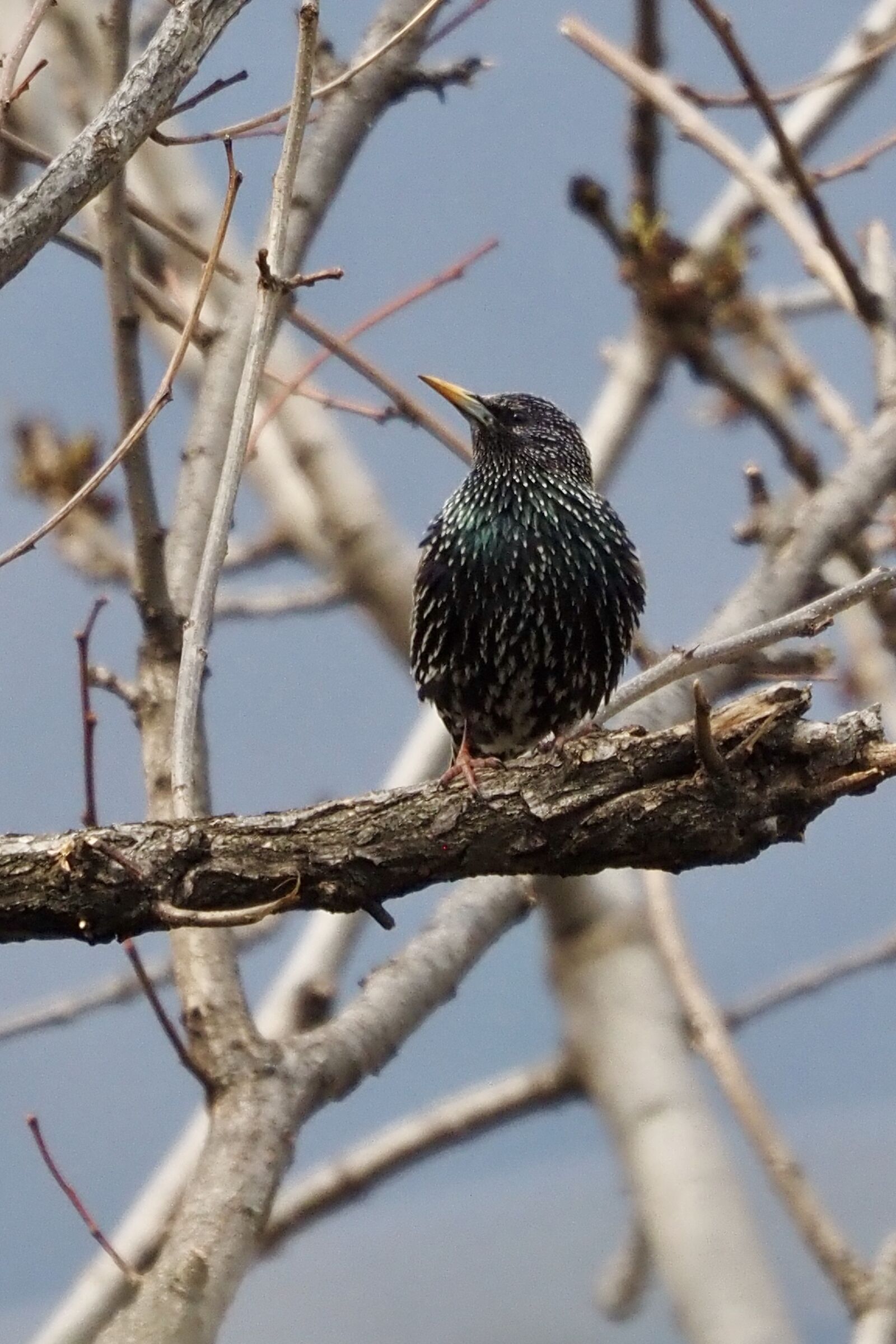 Starling