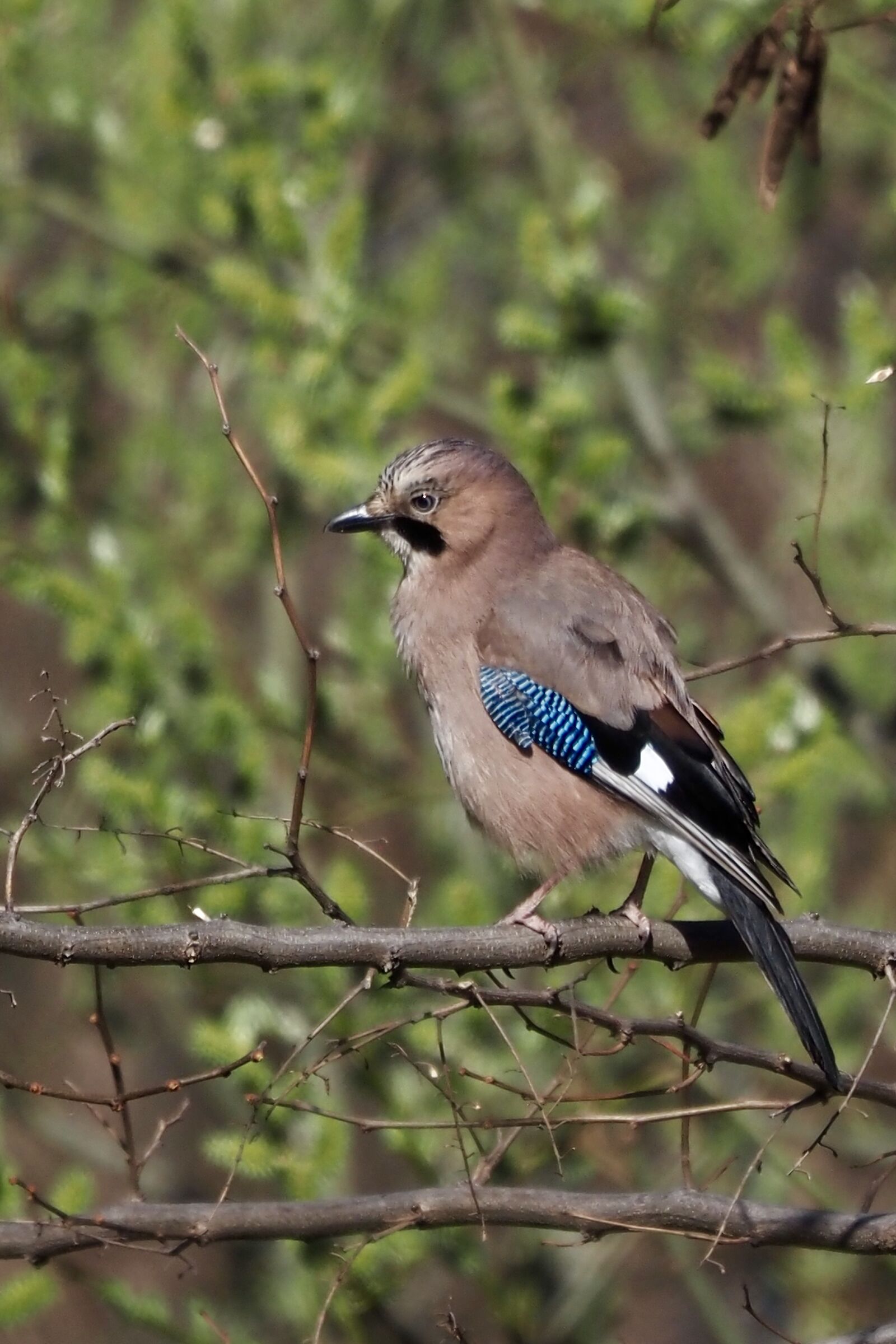 Jay