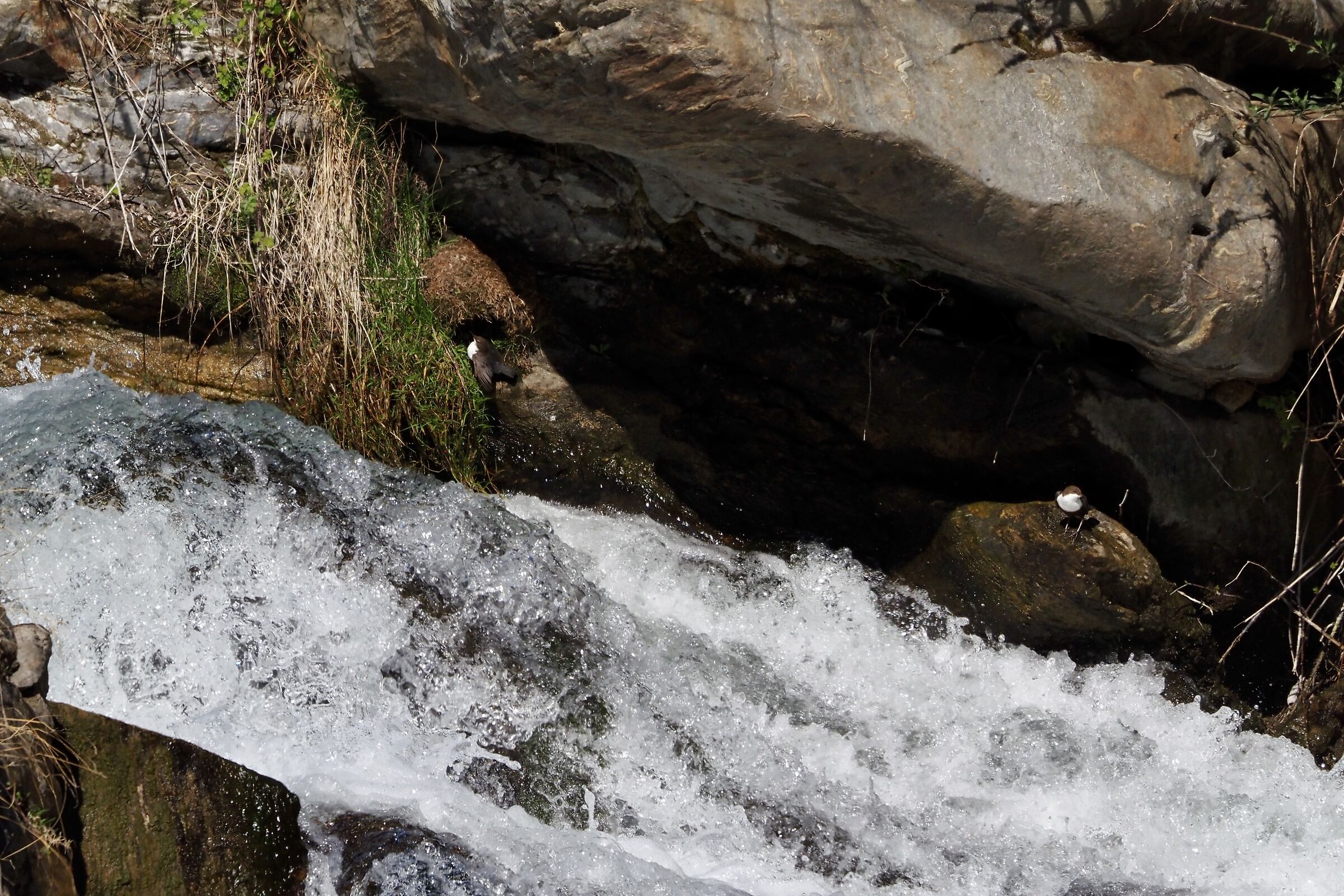 White-throated dipper