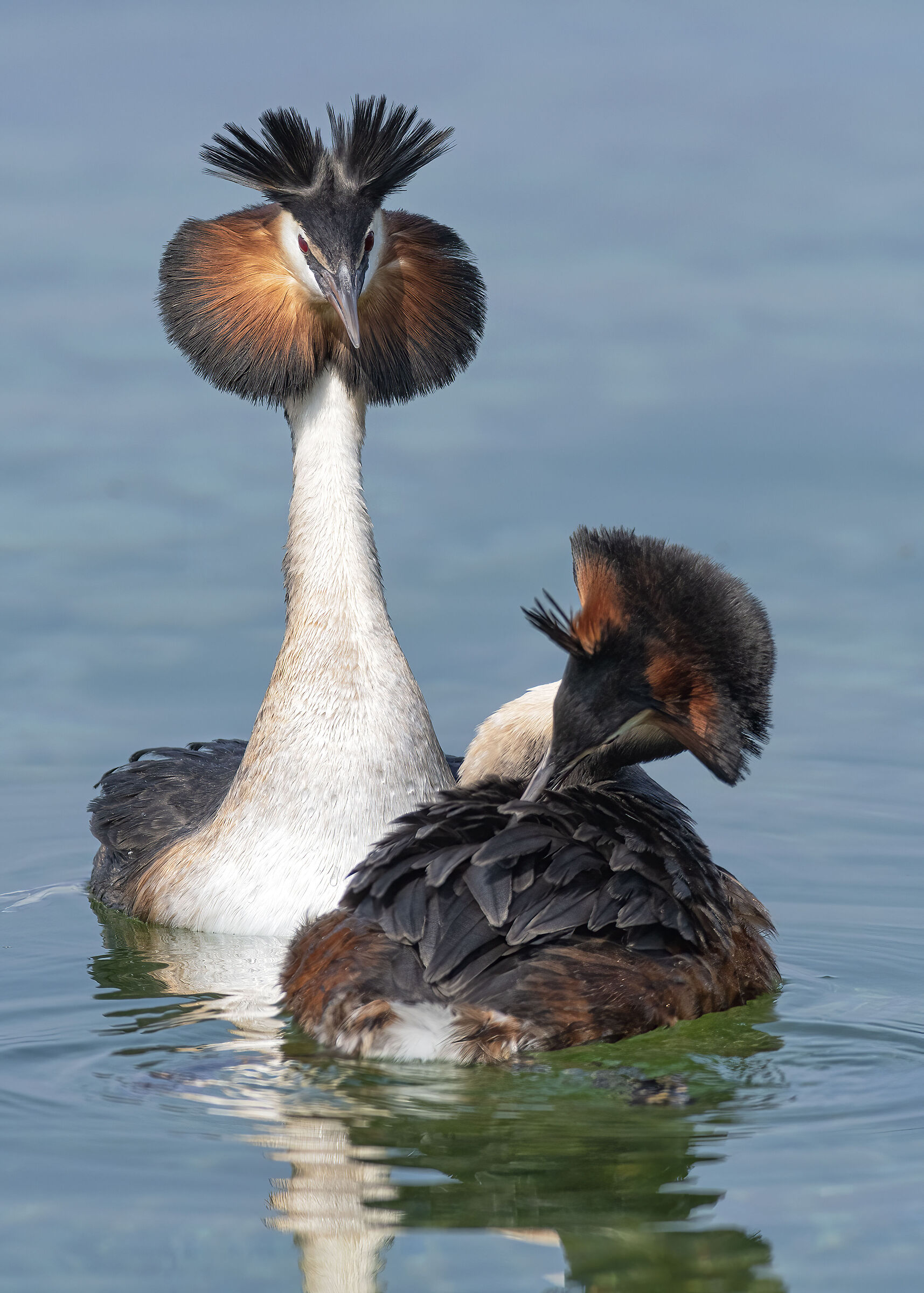 Grebes-Elegance of Courtship