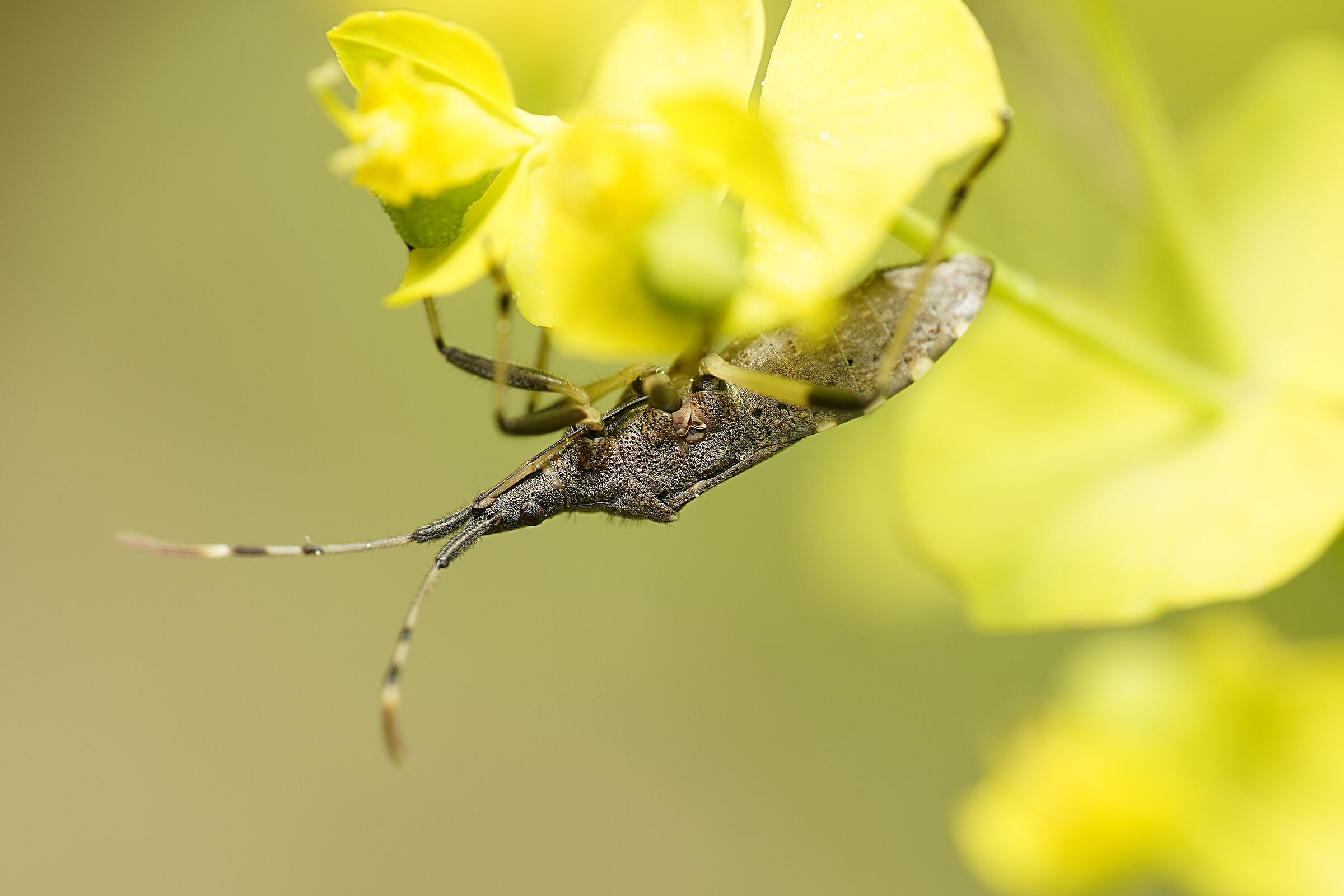 Dicranocephalus albipes