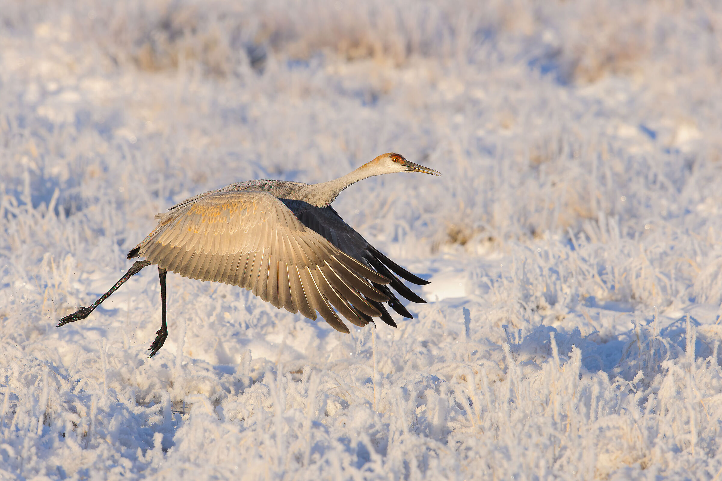 Sandhill Crane