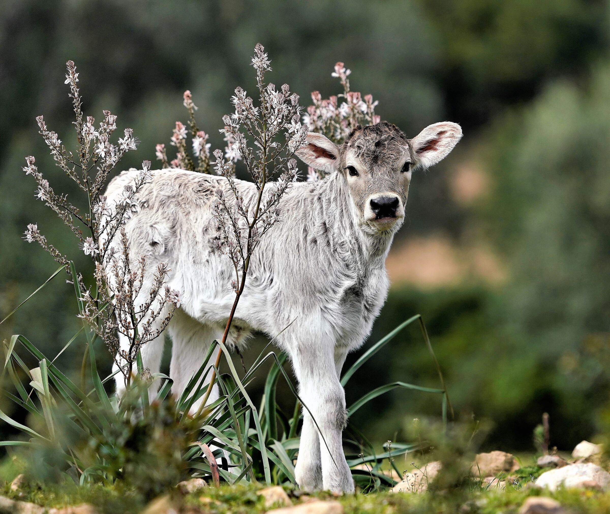 Che orecchie grandi che hai