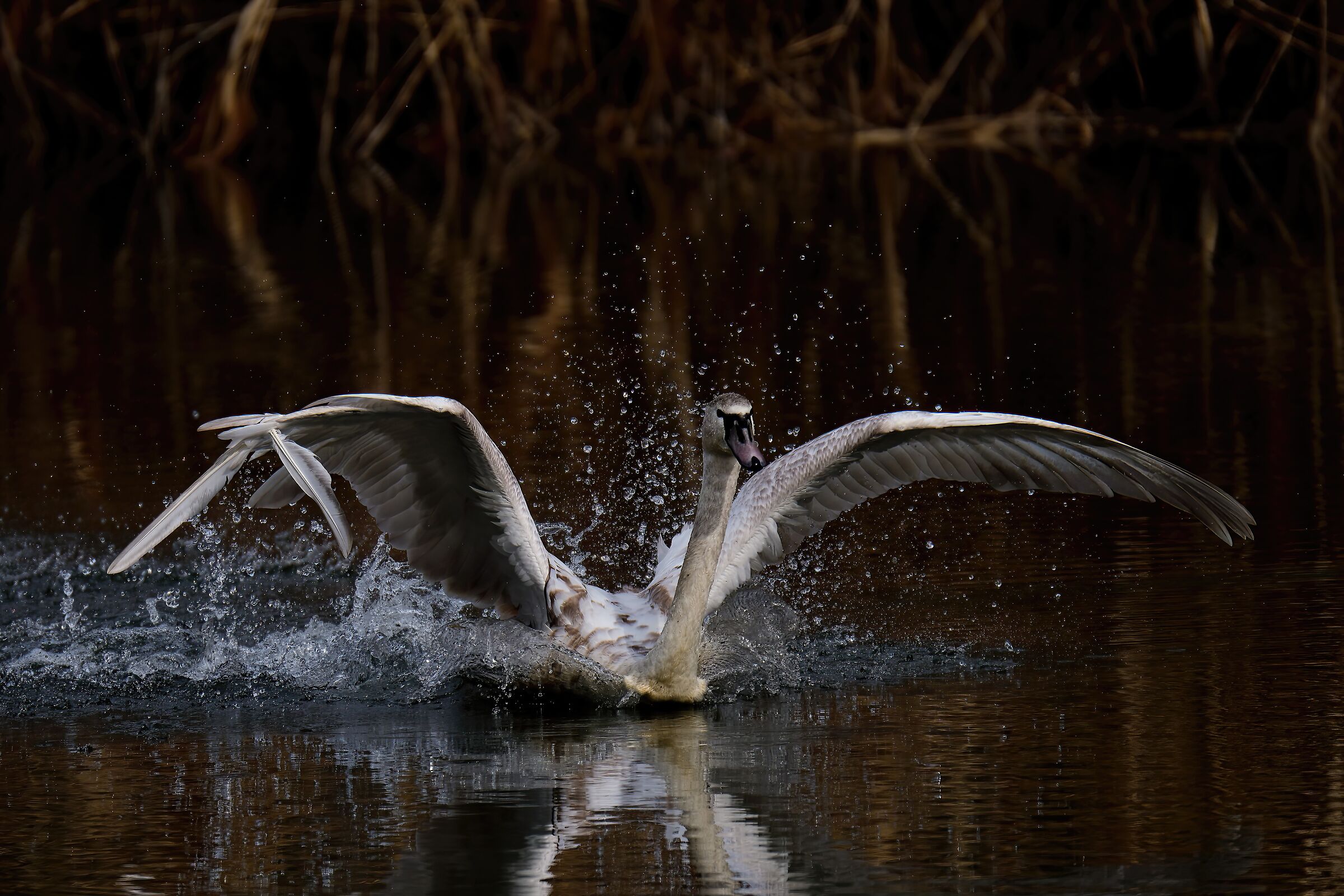 Splash!