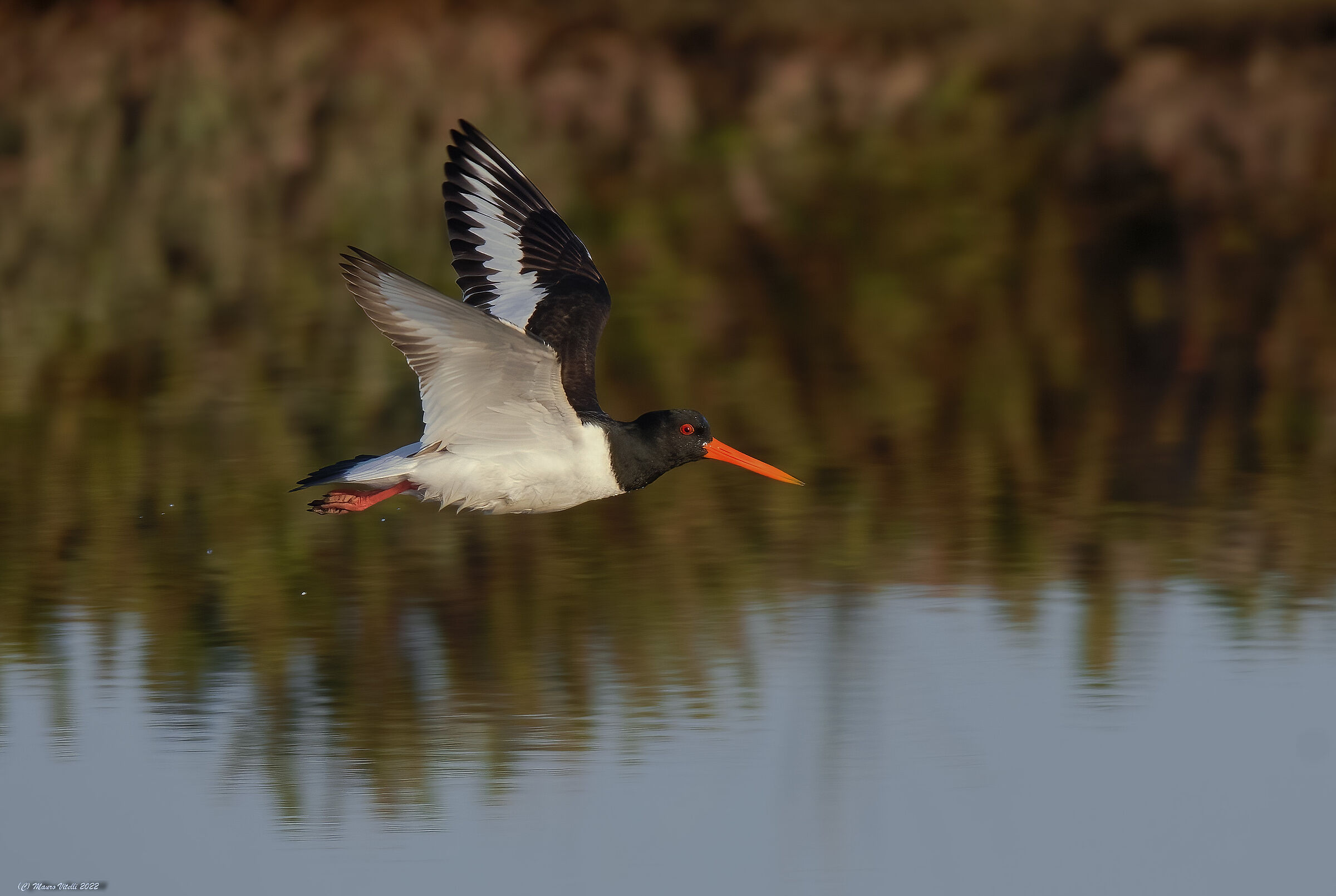 Sea woodcock (Haematopus ostralegus)