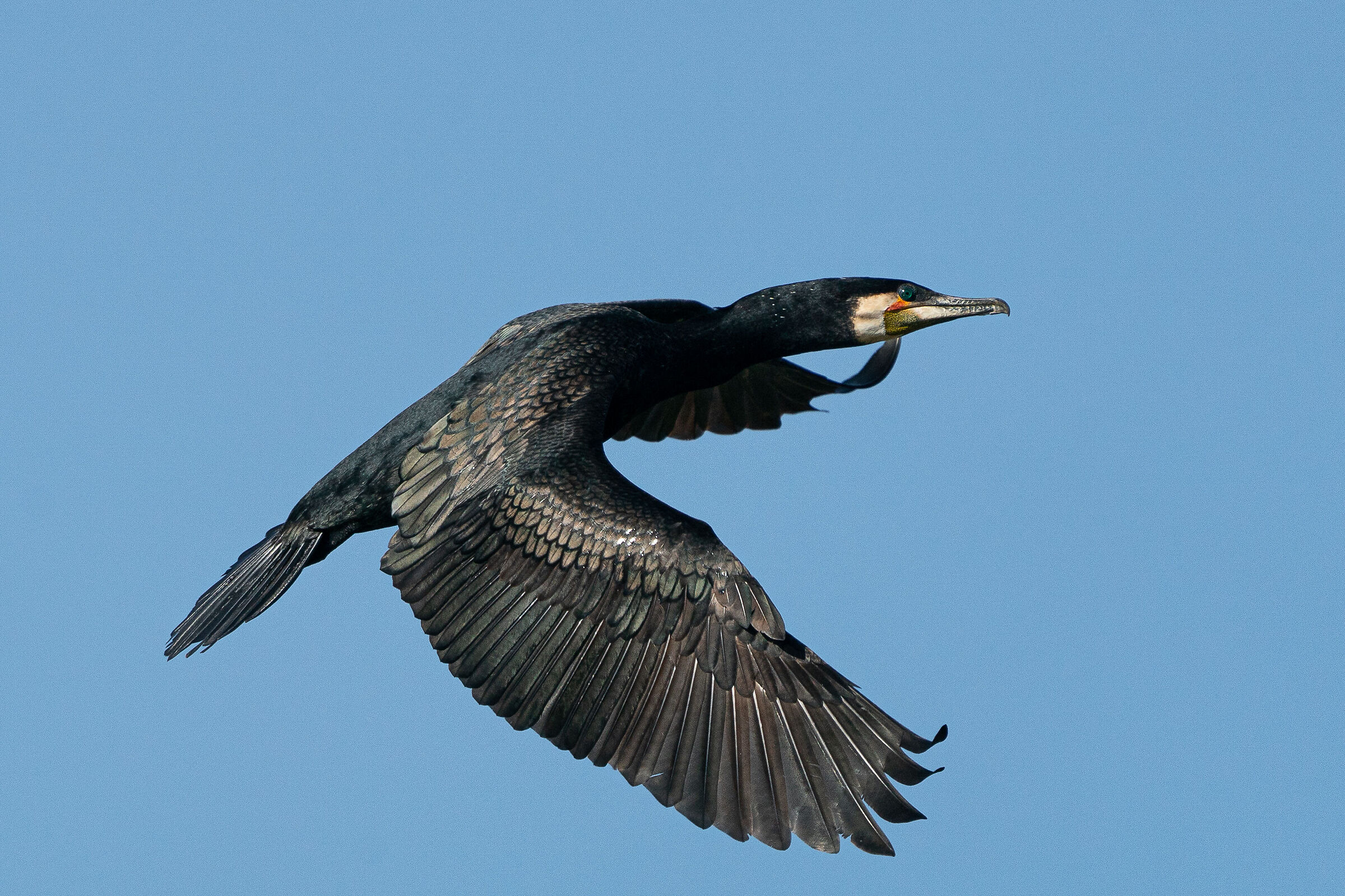 Cormorano (Phalacrocorax carbo)
