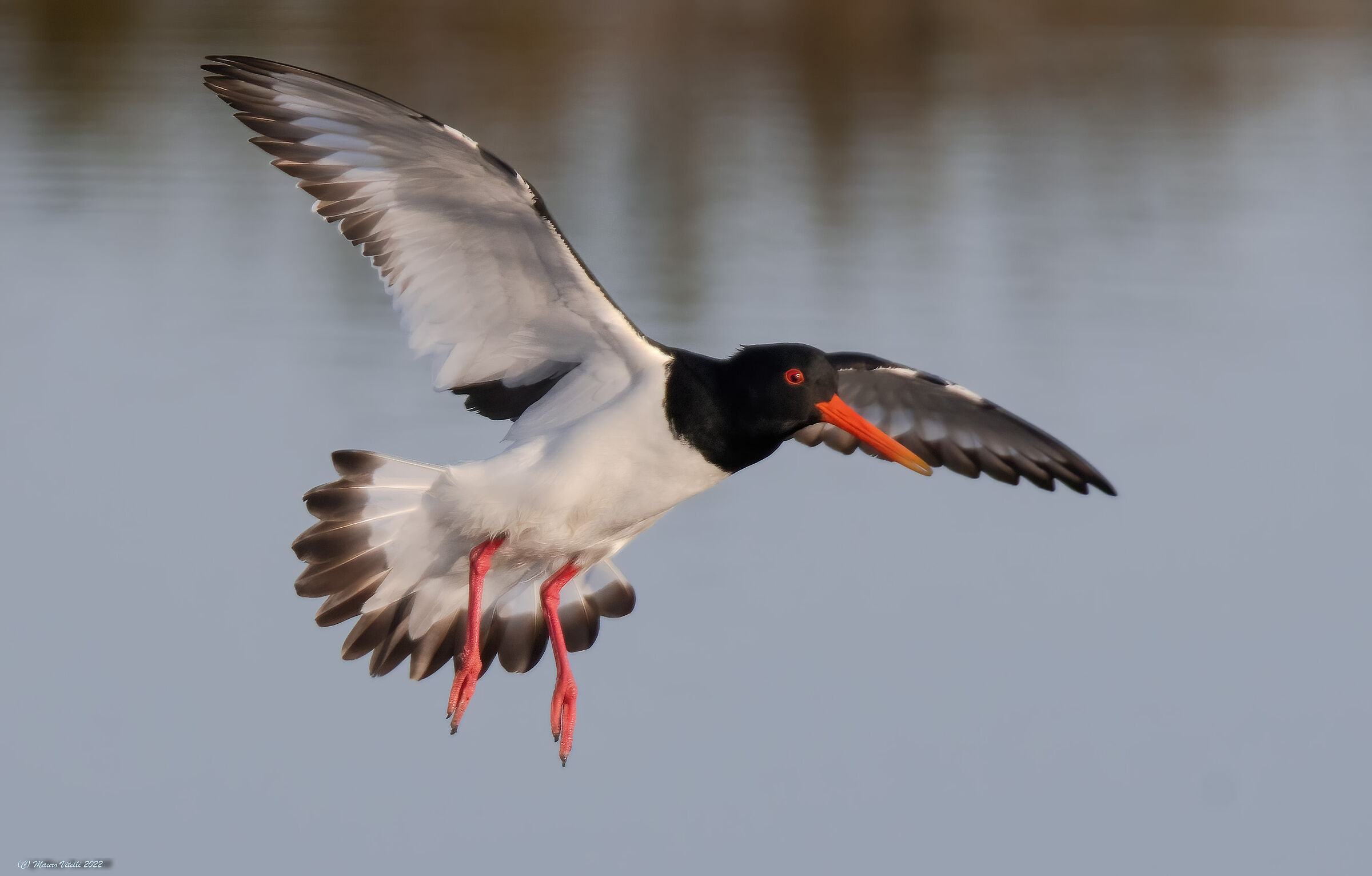 Sea woodcock (Haematopus ostralegus)