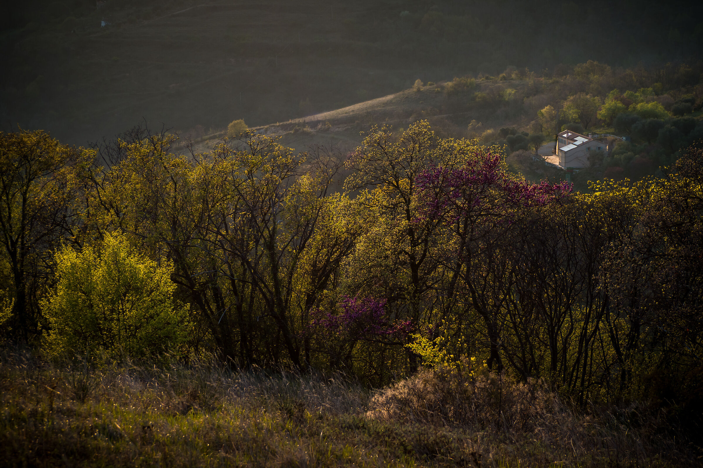 Spring on the Euganeans