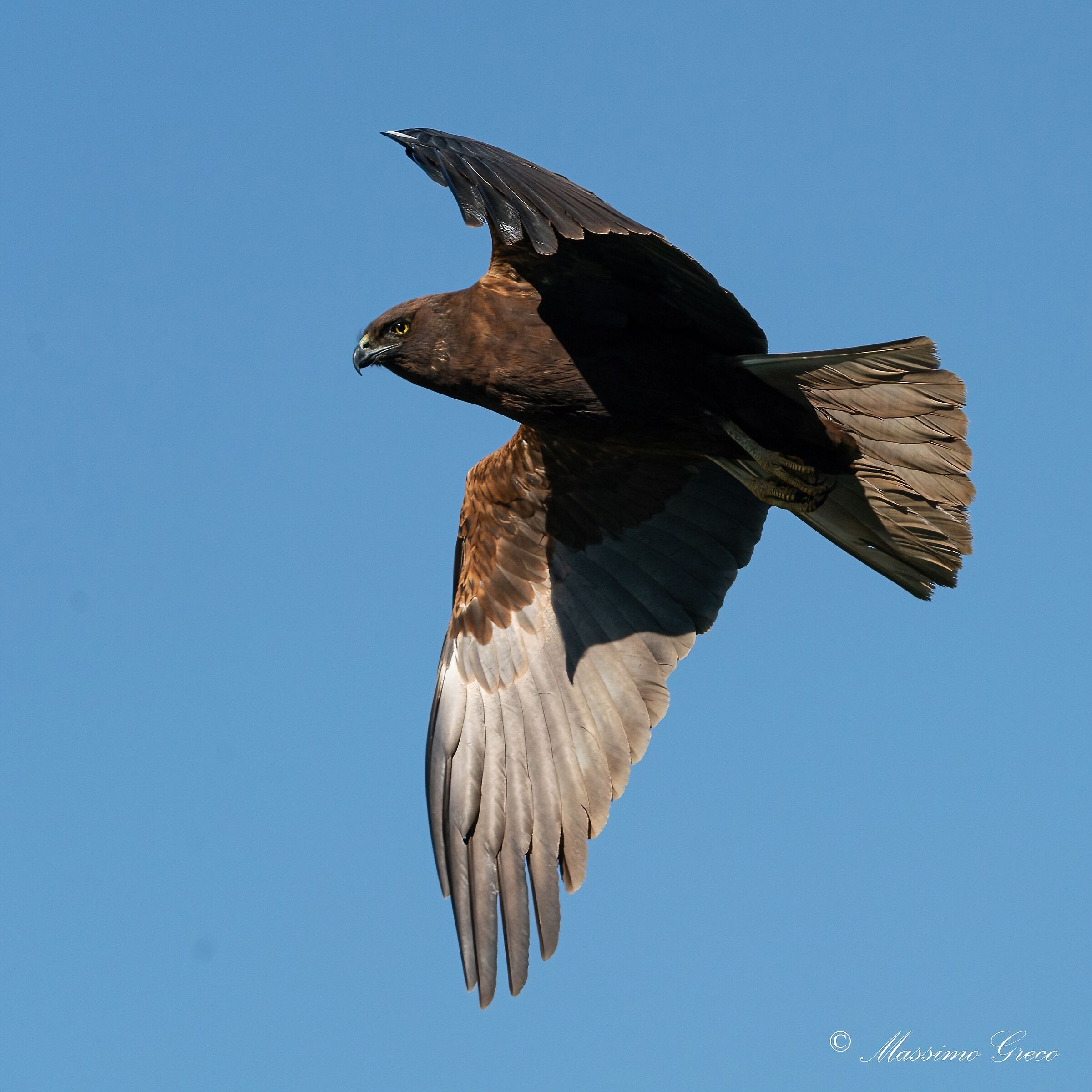 Marsh falcon (Circus aeruginosus)