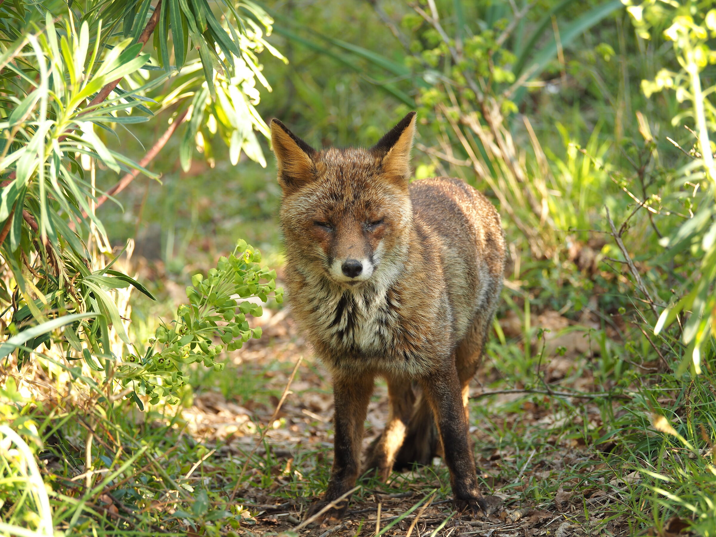 Fox in reconnaissance at sunset