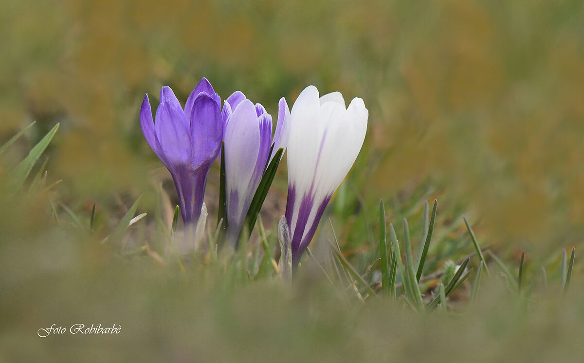 Zafferano selvatico...