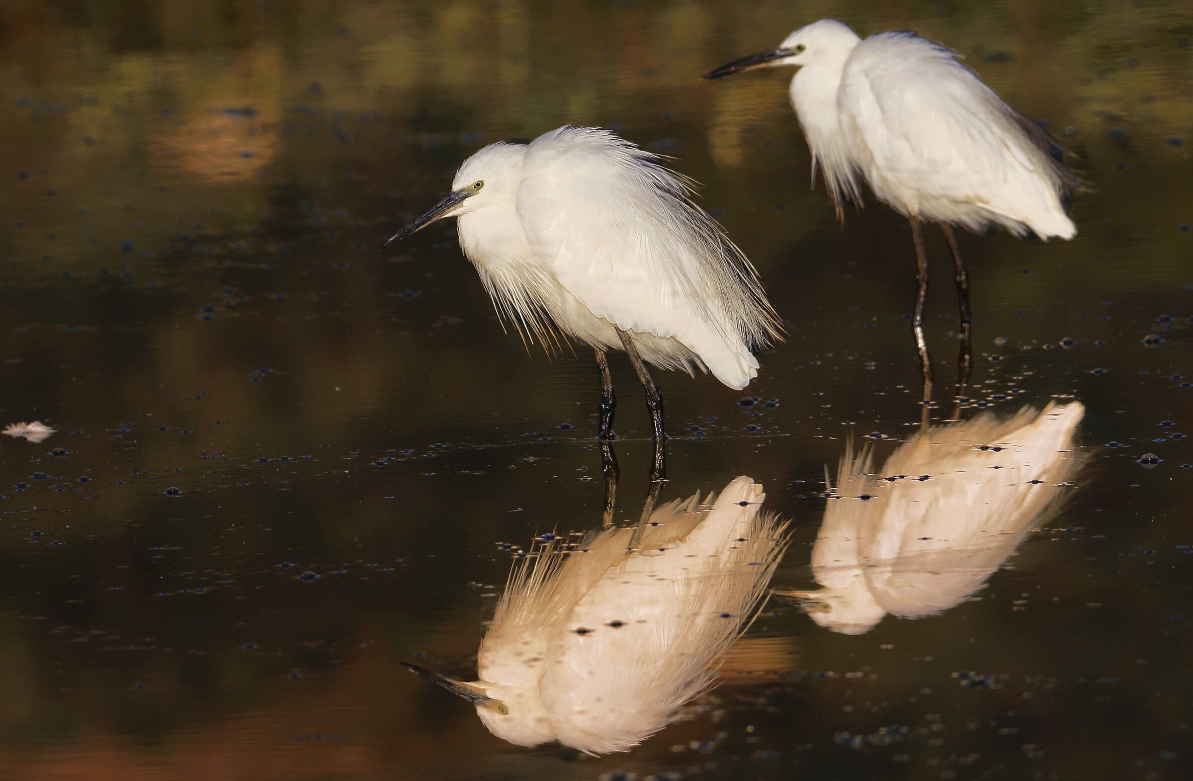 Alba di un giorno d'estate