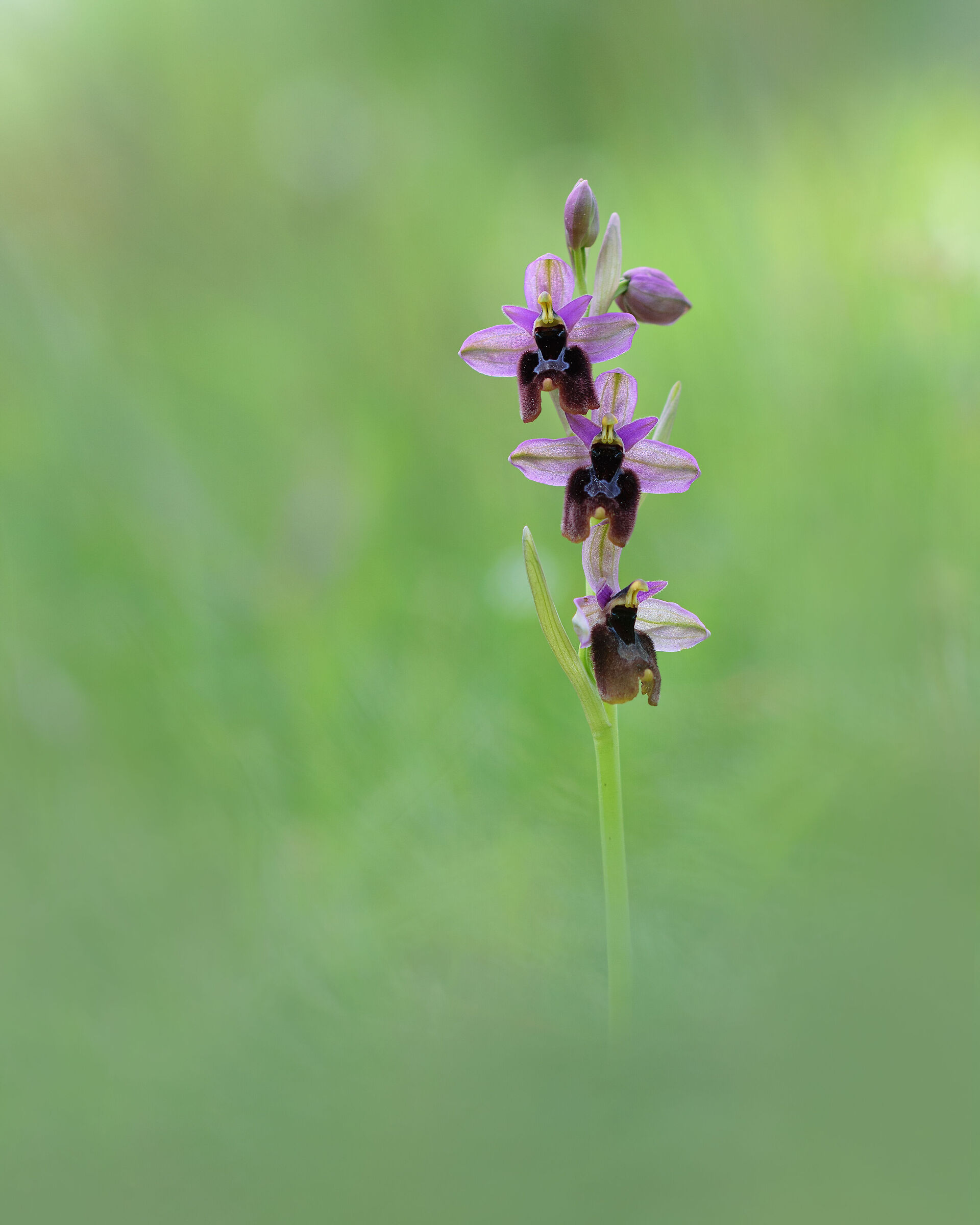 Ophrys x inzengae