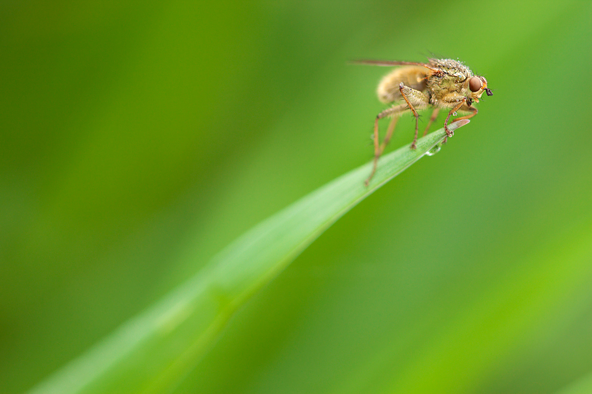 Scatophaga stercoraria