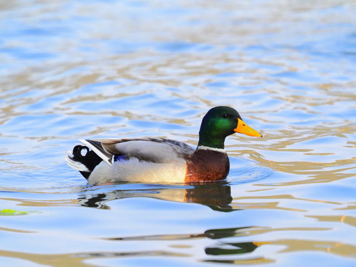 Mallard male