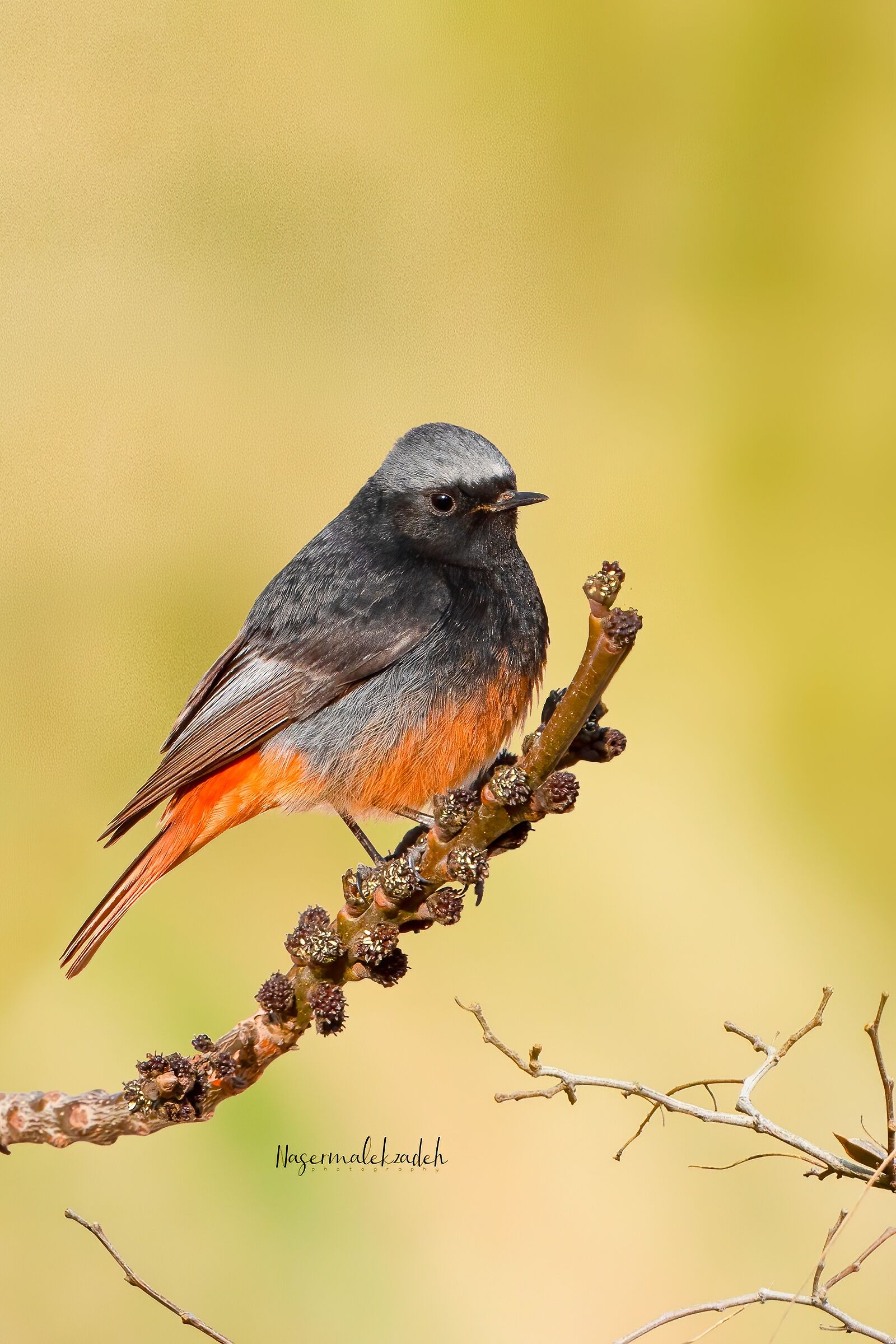 Black Redstart