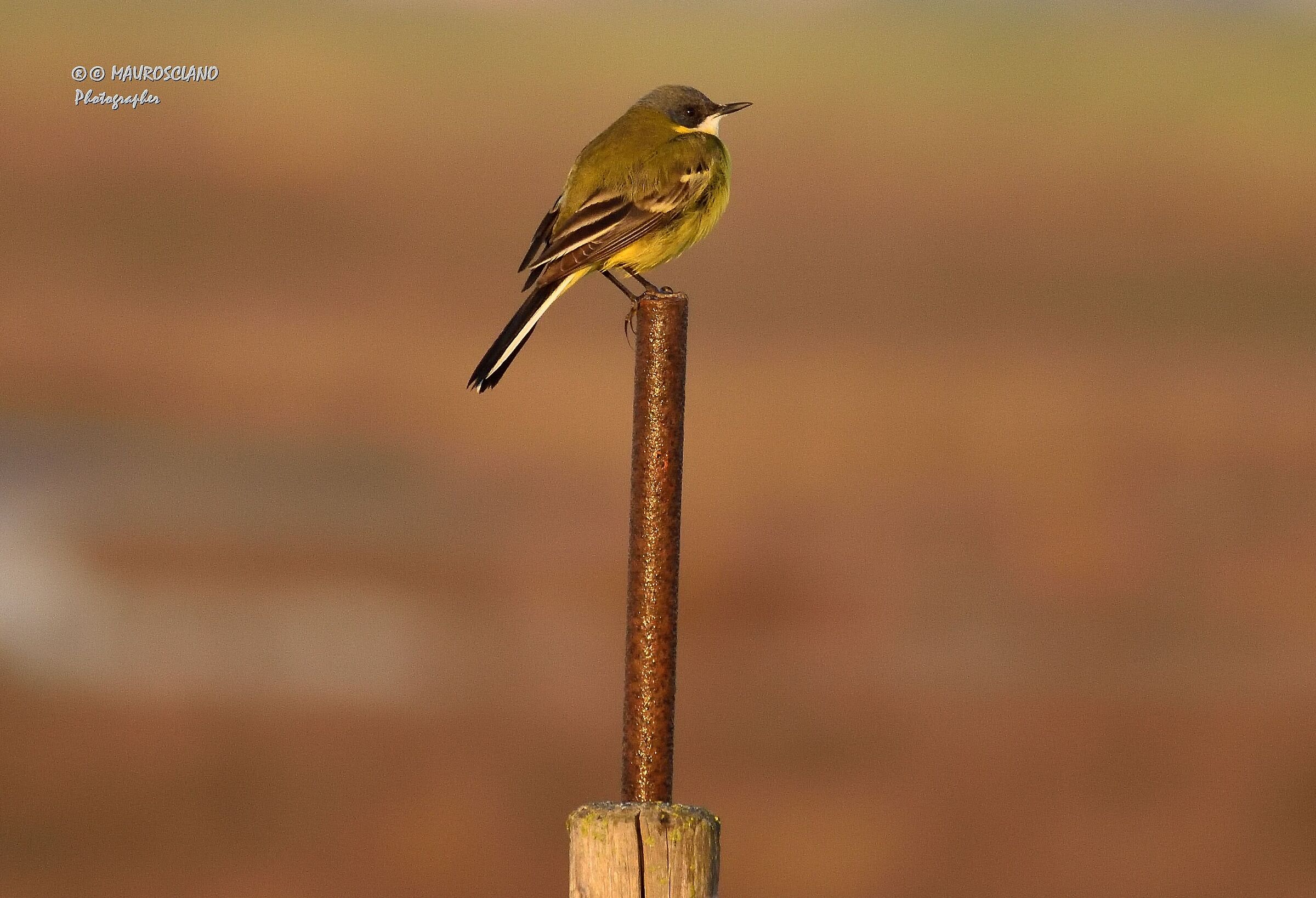Wagtail