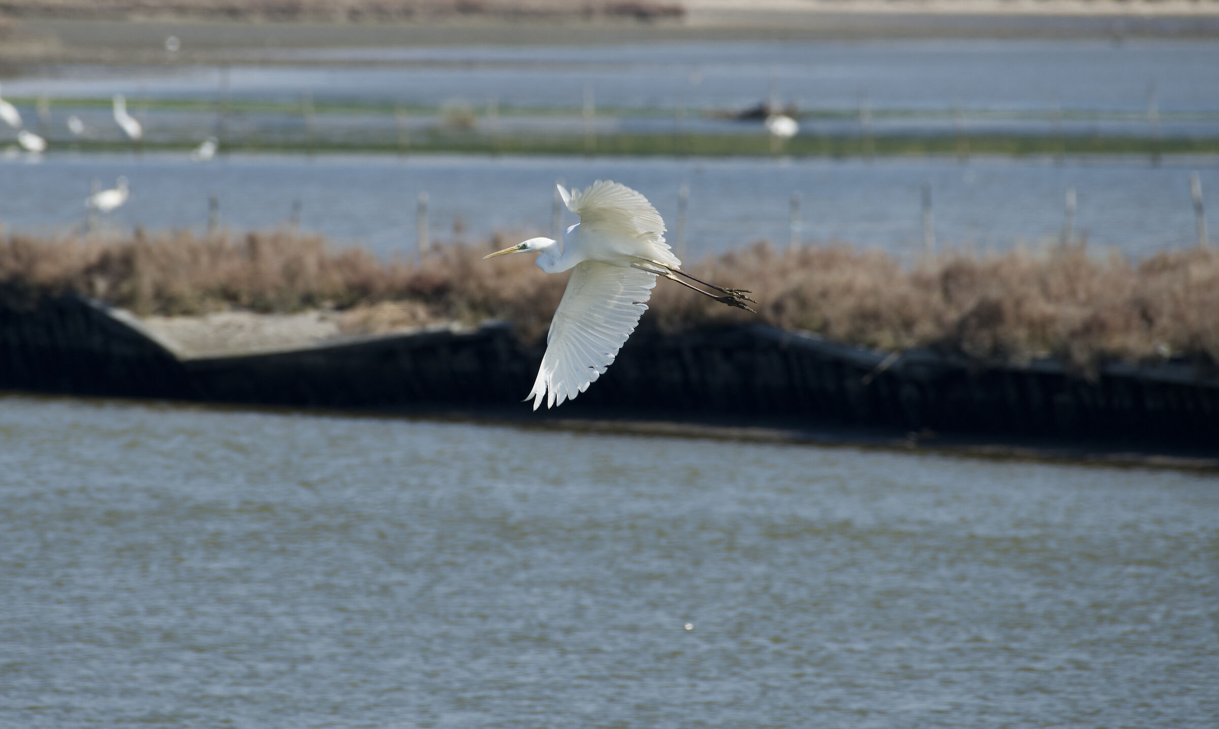 Egret at the Saline di Comacchio