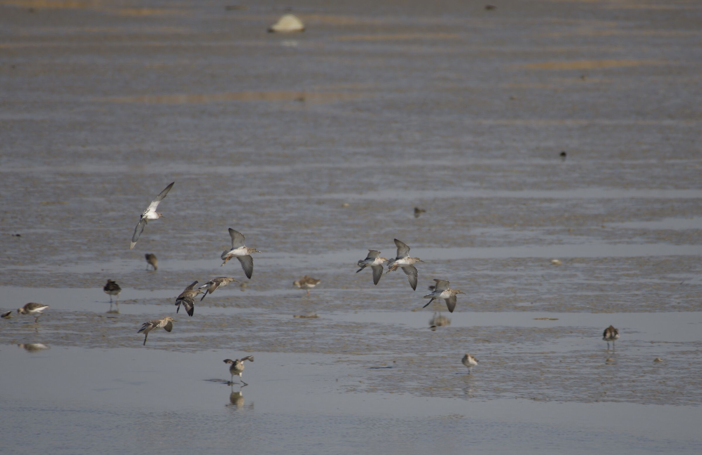 Shorelines rise in flight