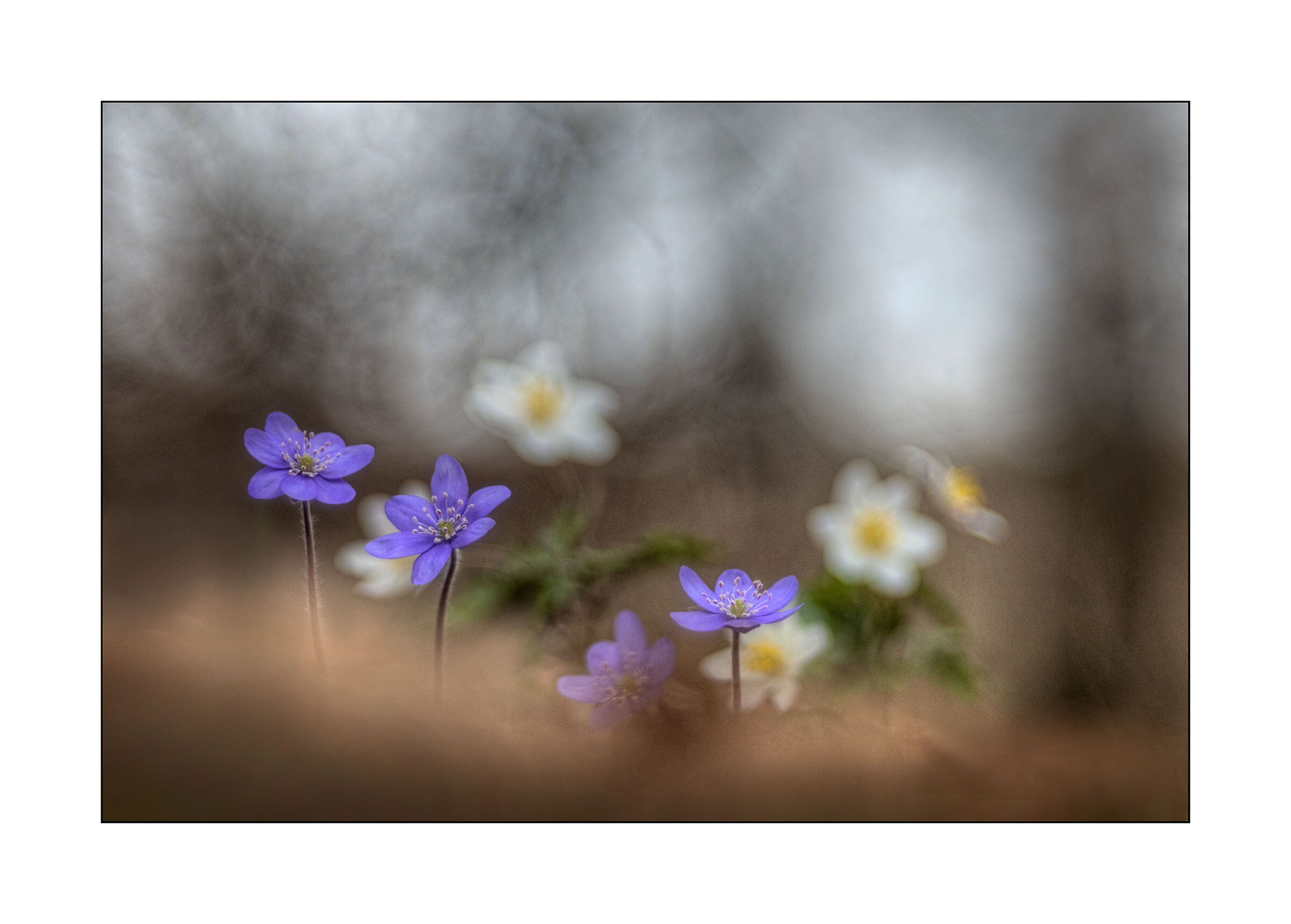 stars in the undergrowth